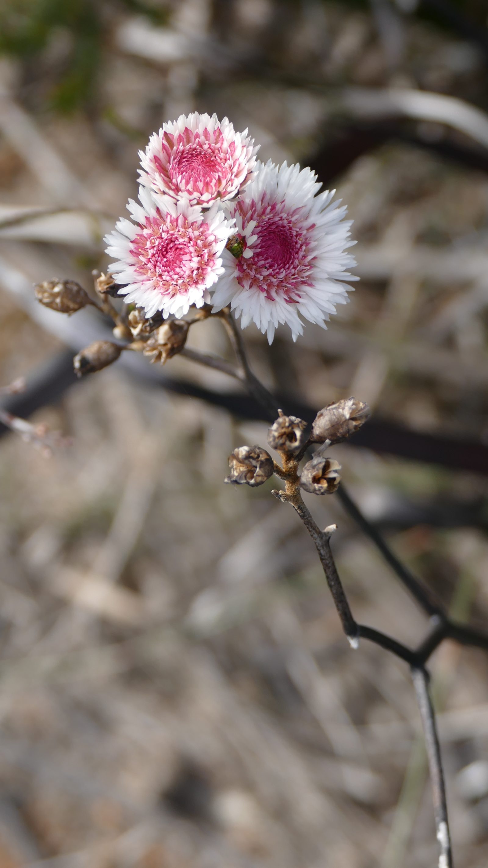 Albany daisy, Waychinicup, Spring 2016. All photos copyright Doug Spencer.