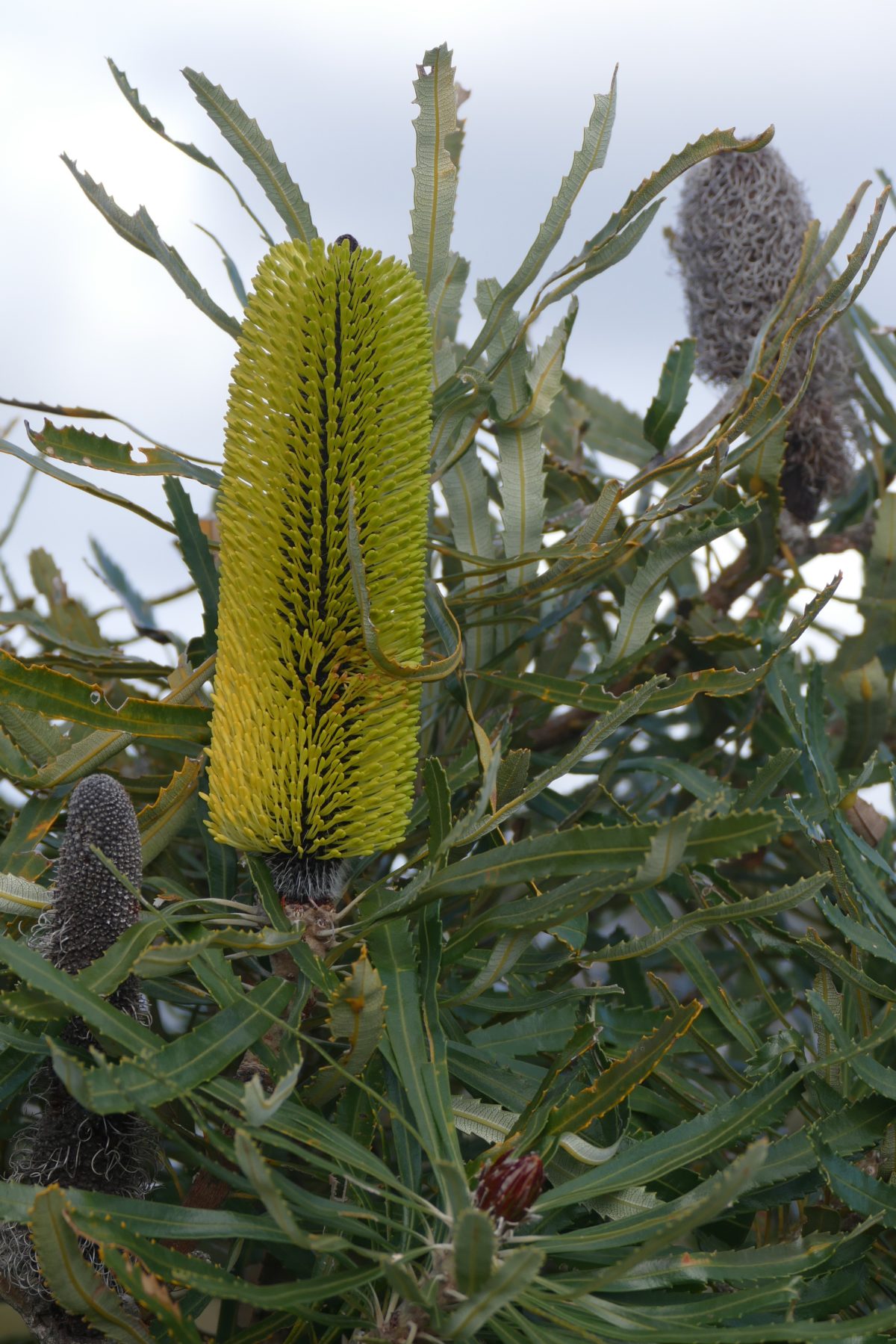 Banksia, Waychinicup, Spring 2016. All photos copyright Doug Spencer.