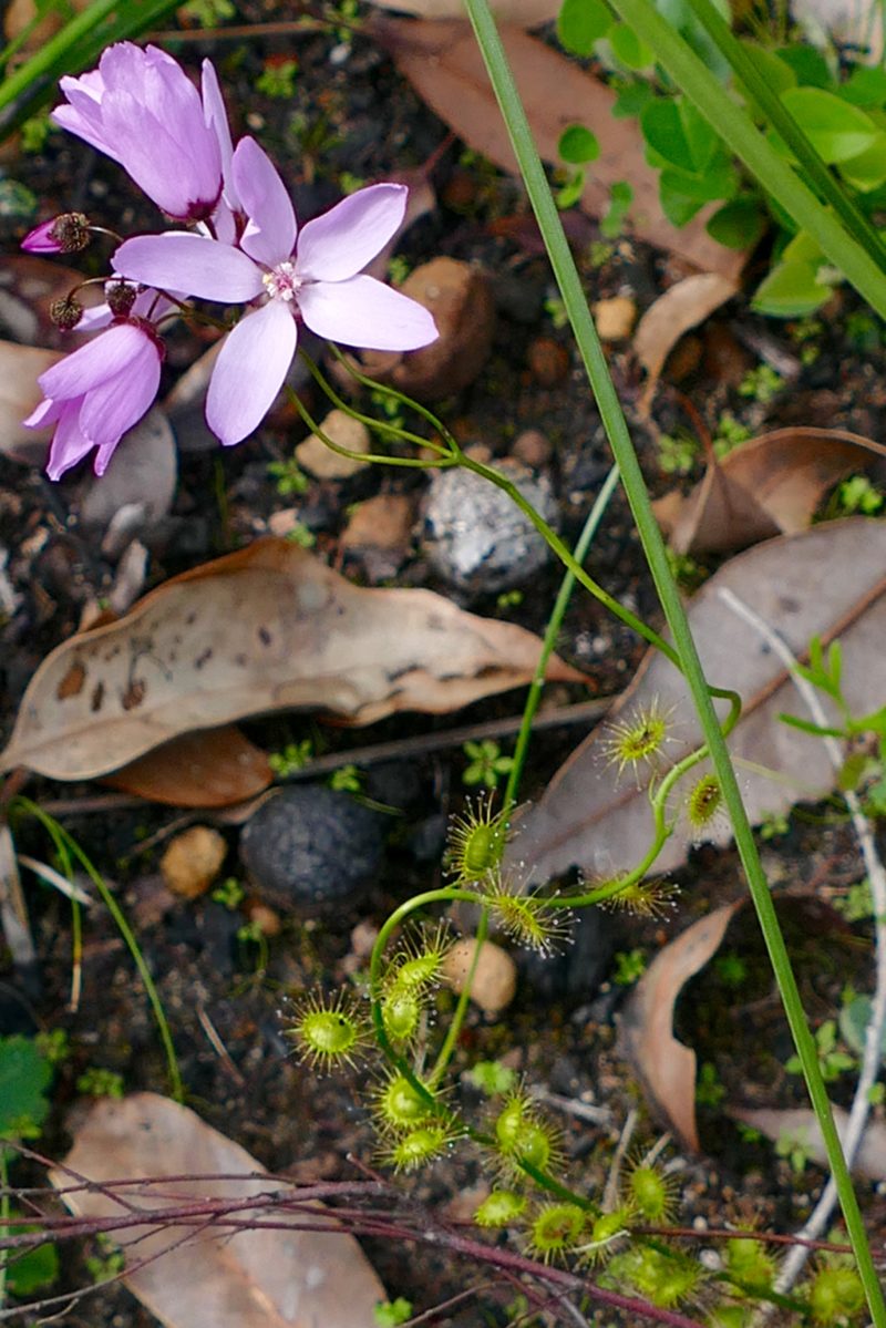 Sundew, early September 2016, near Mumballup. 