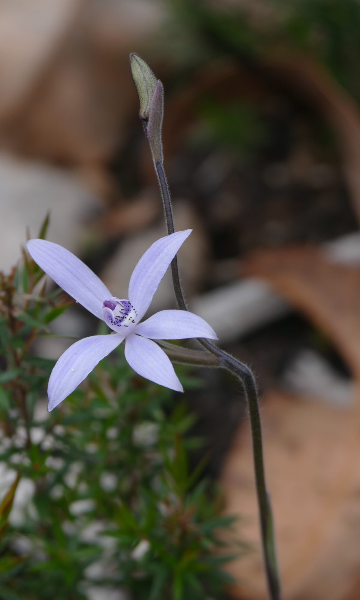 Silky blue orchid, early Sept 2016, near Mumballup. All photos copyright Doug Spencer 