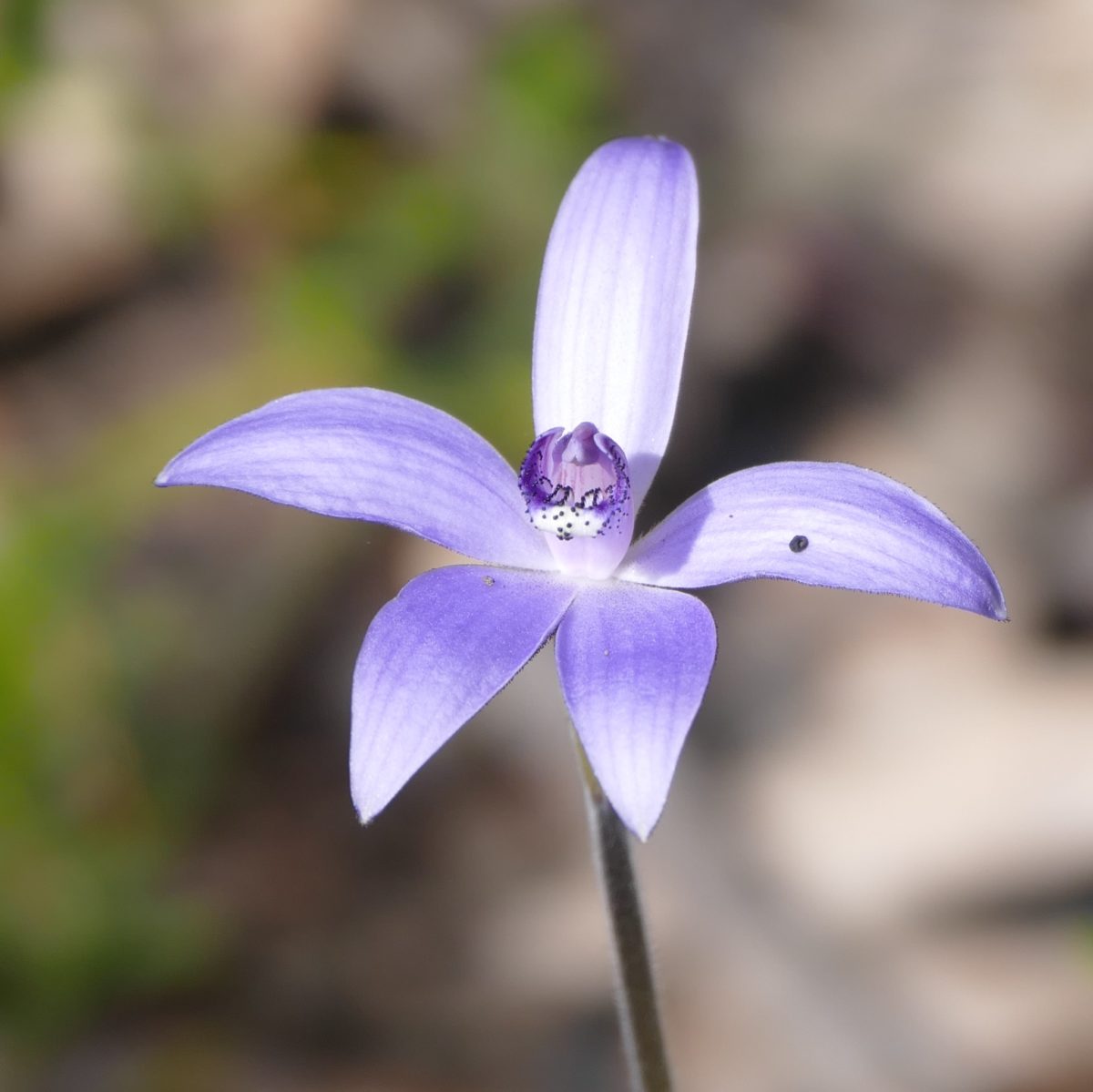 Silky blue orchid, early September 2016, near Mumballup.