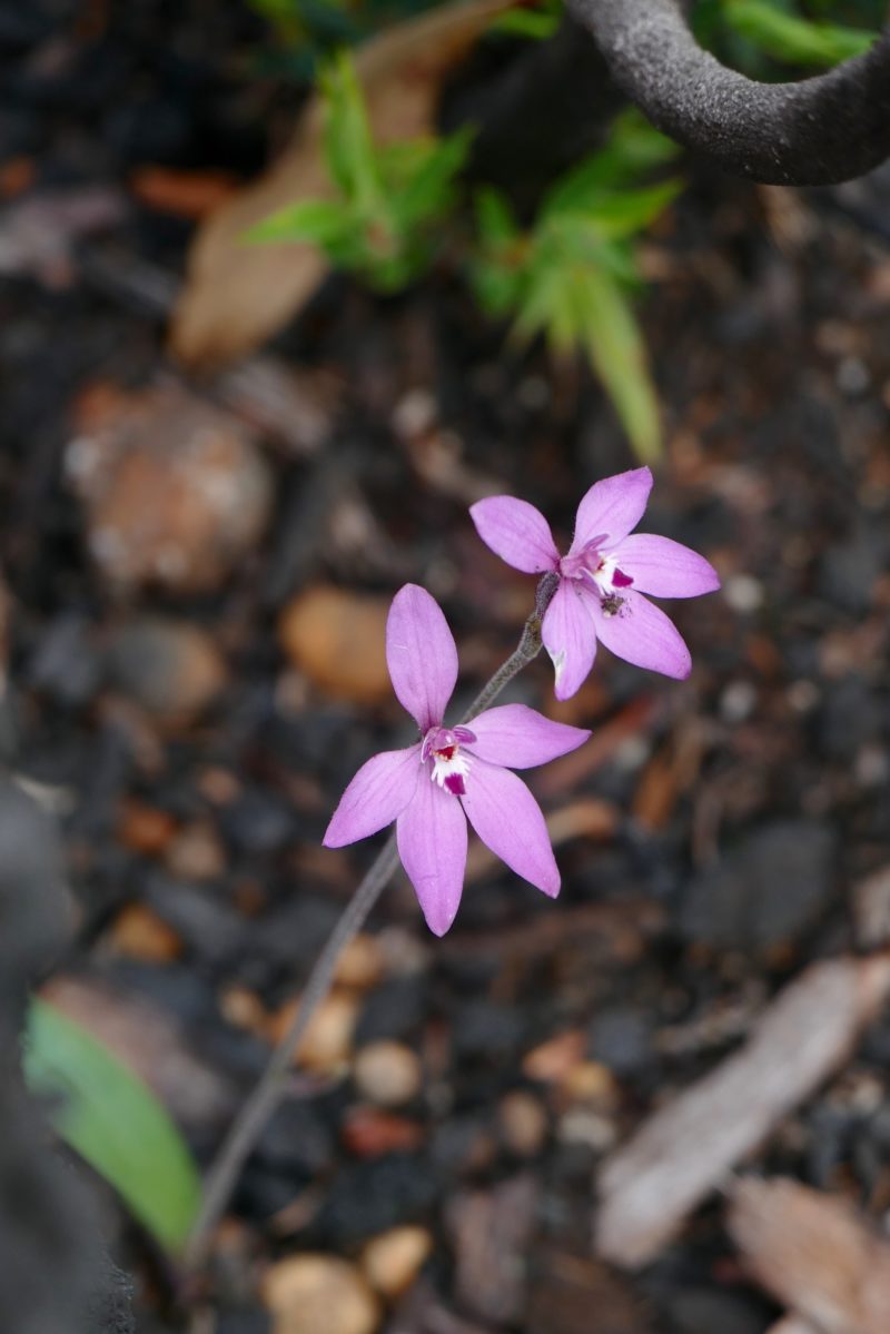 Pink Lady orchids, Mumballup State Forest, September 2016