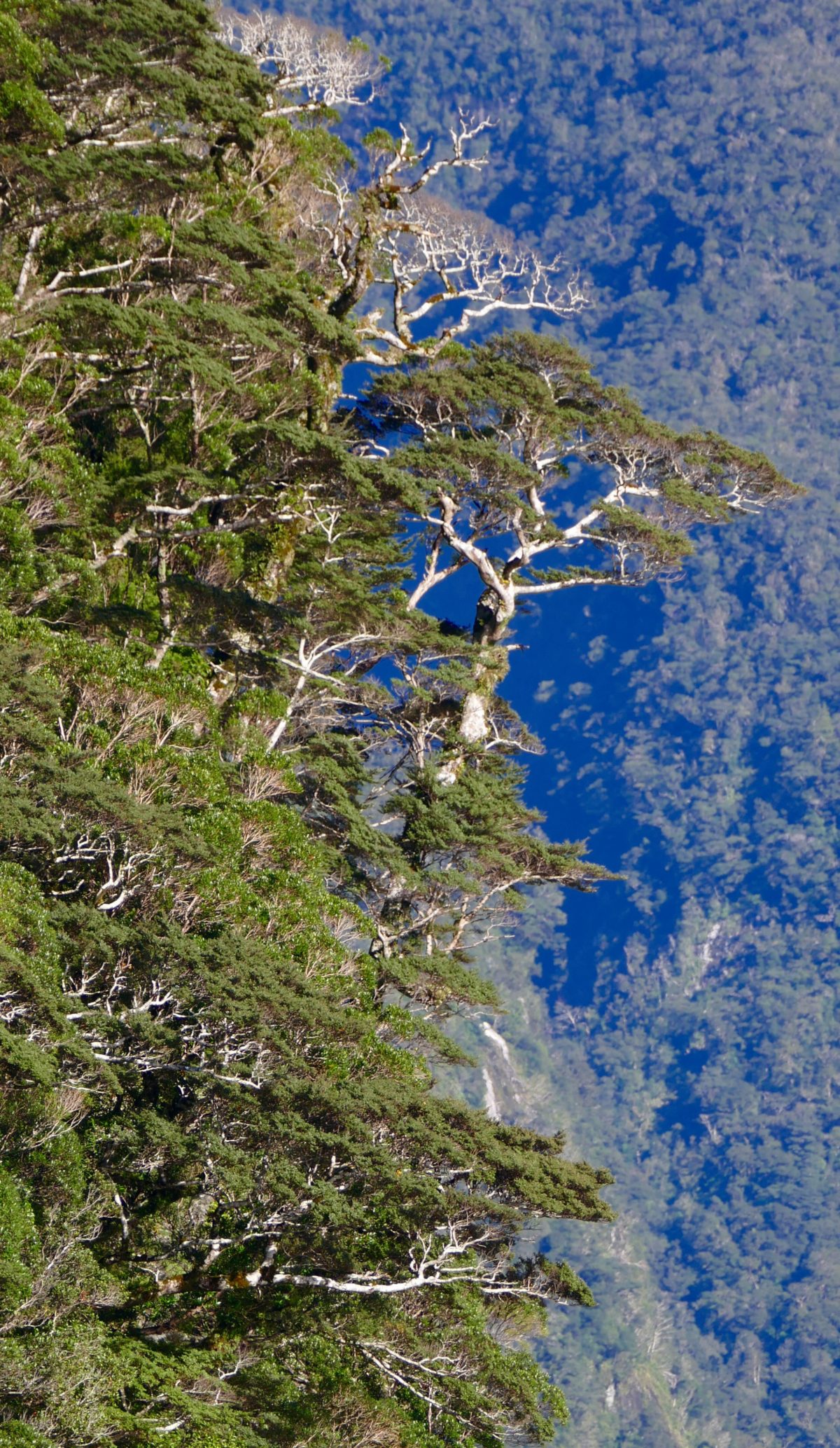 "Catastrophe forest", Doubtful Sound. All photos copyright Doug Spencer.