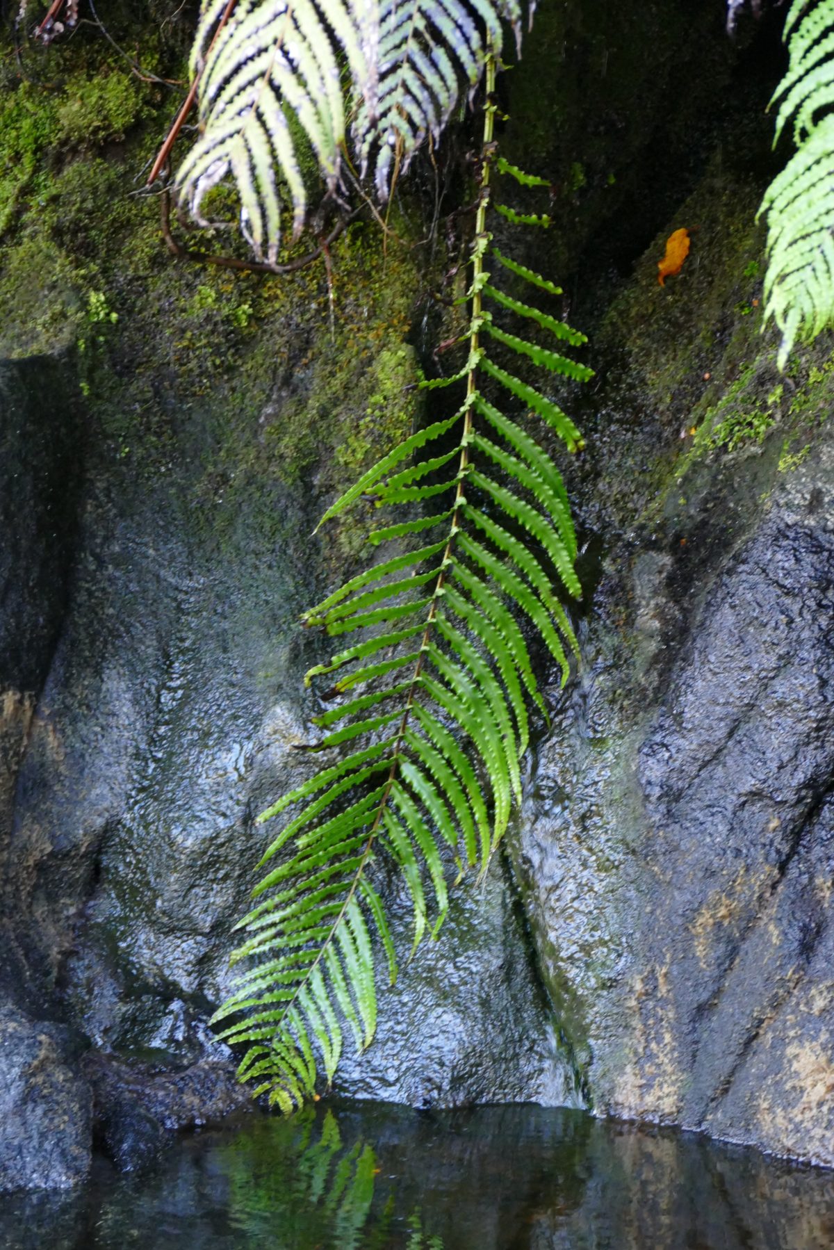 mid-afternoon, Doubtful Sound. All photos copyright Doug Spencer.