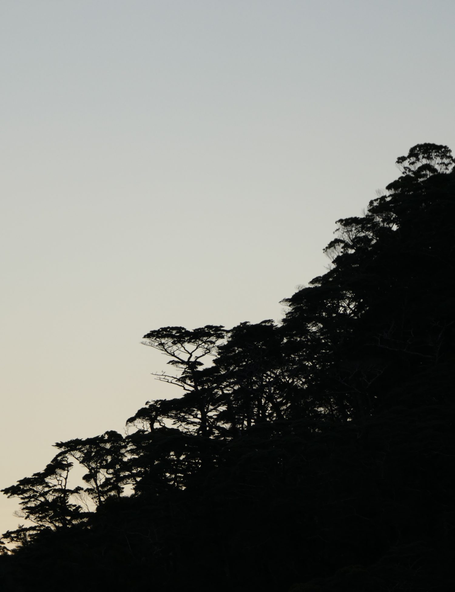 "Catastrophe Forest", dusk-silhouetted. All photos copyright Doug Spencer.