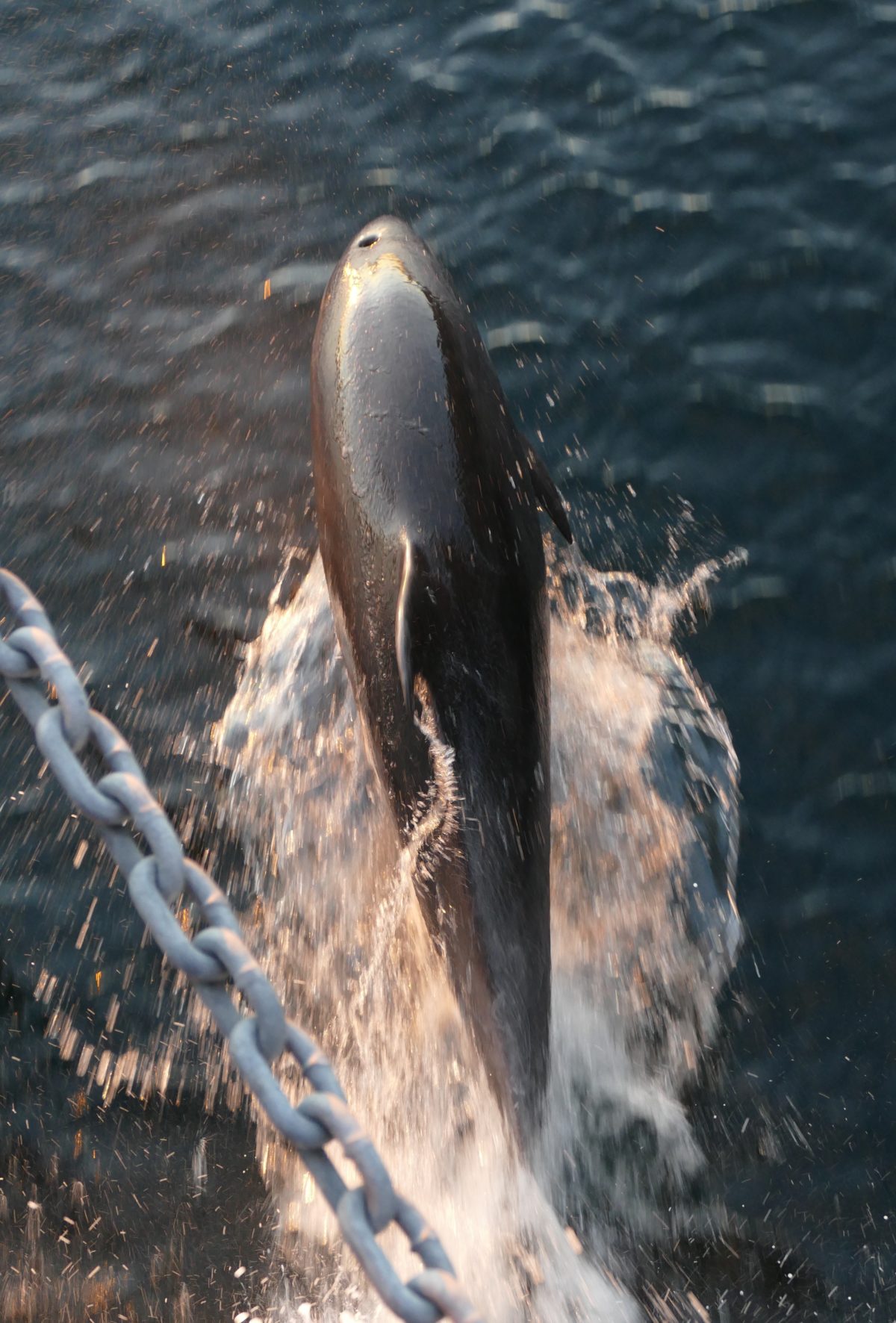 One of many dolphins that "surfed" our bow wave on April 22, 2015. All photos copyright Doug Spencer.