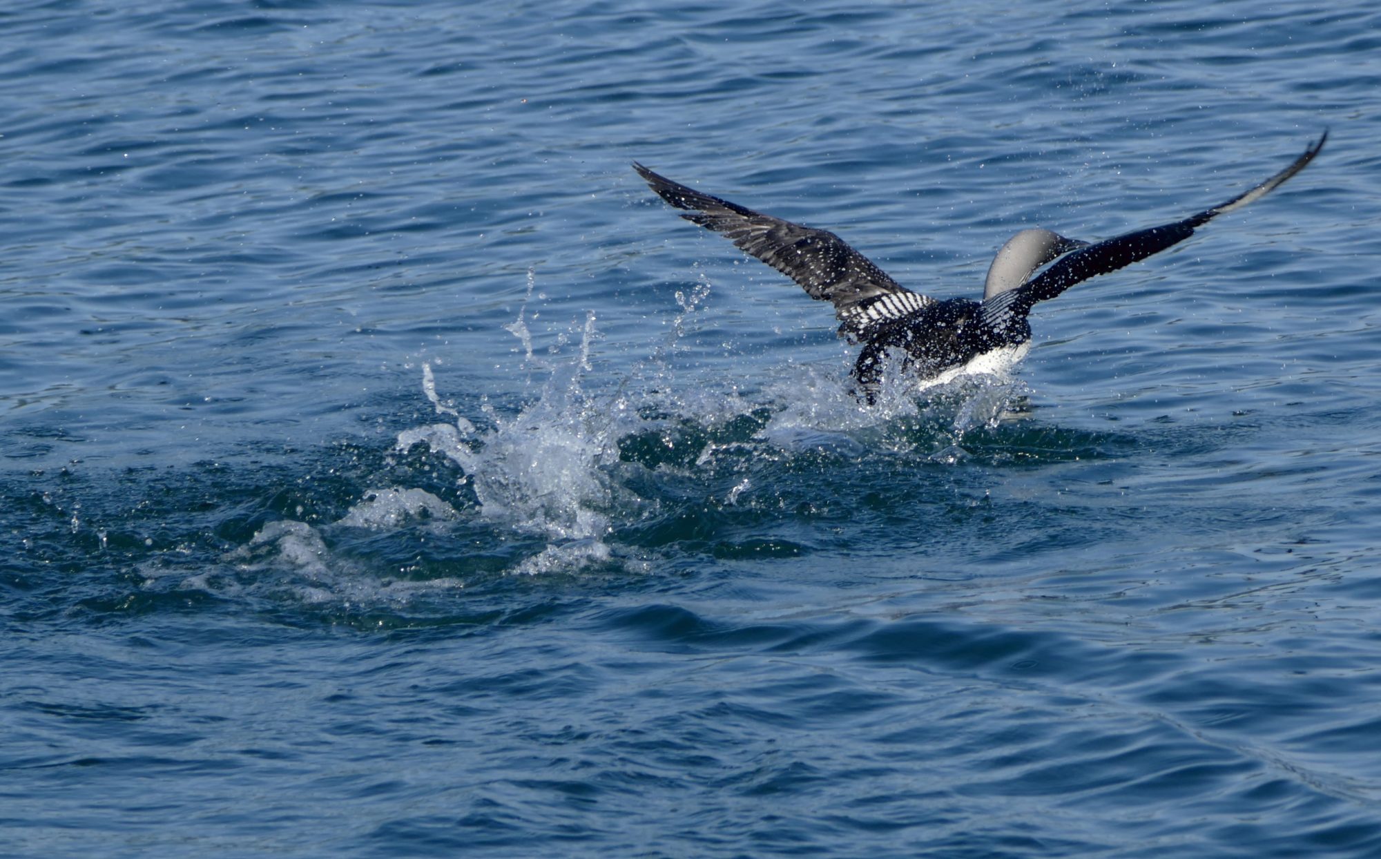 Loon, Glacier Bay. All photos copyright Doug Spencer.