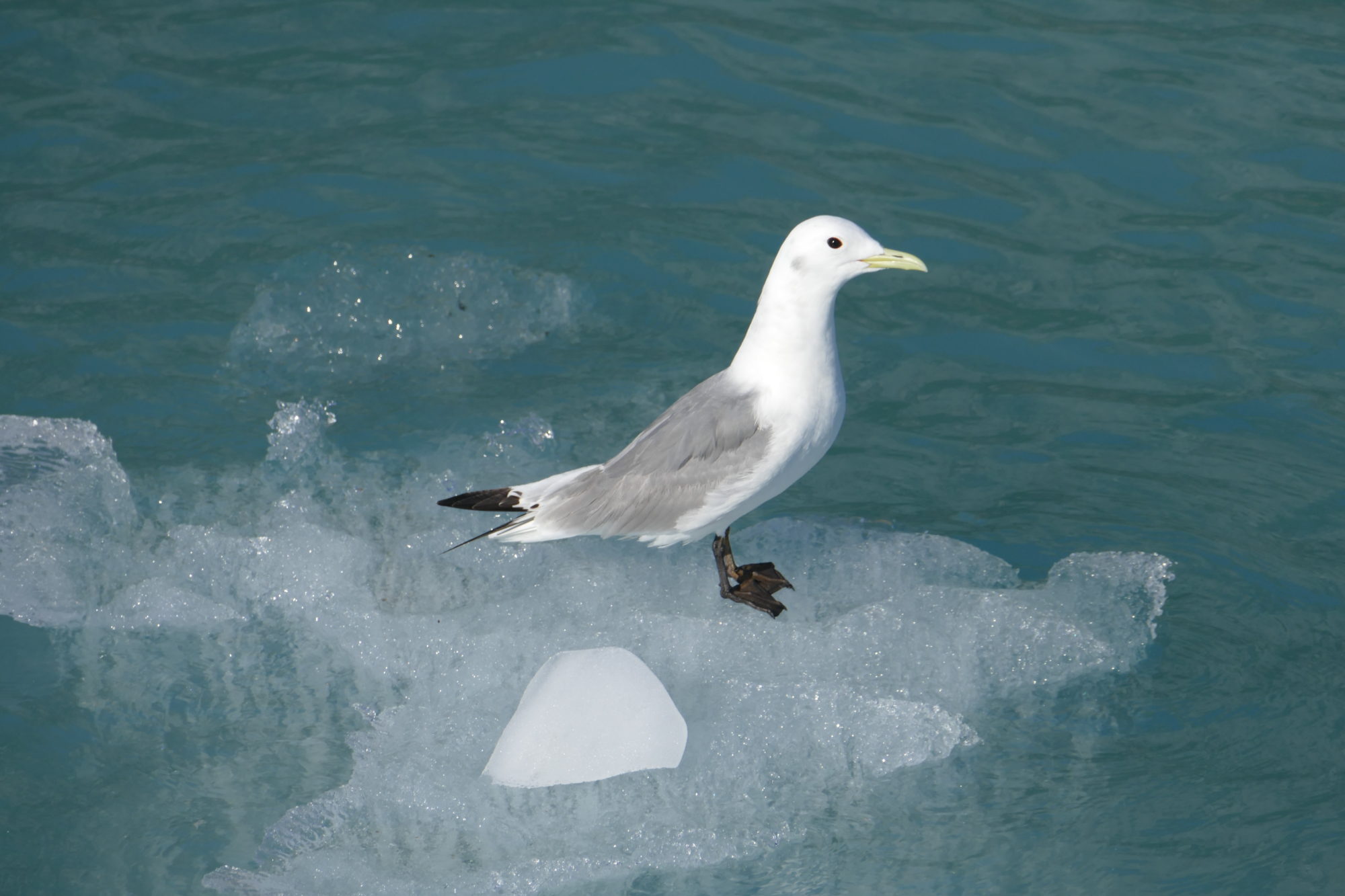 Kittiwake, Glacier Bay. All photos copyright Doug Spencer.