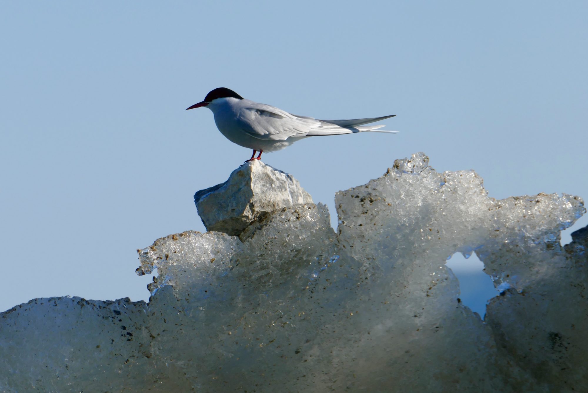 Arctic Tern, Glacier Bay. All photos copyright Doug Spencer.