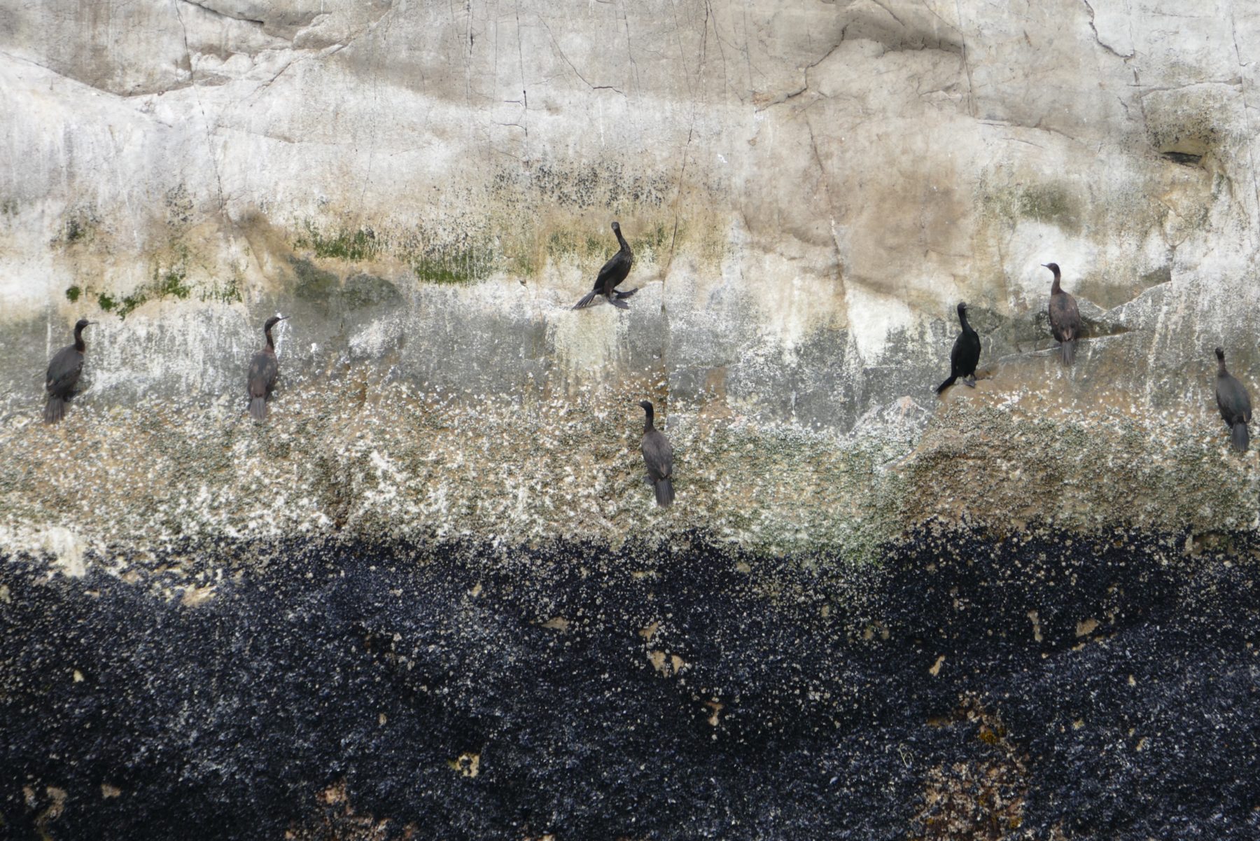 Pelagic (I think) cormorants, Glacier Bay. All photos copyright Doug Spencer 