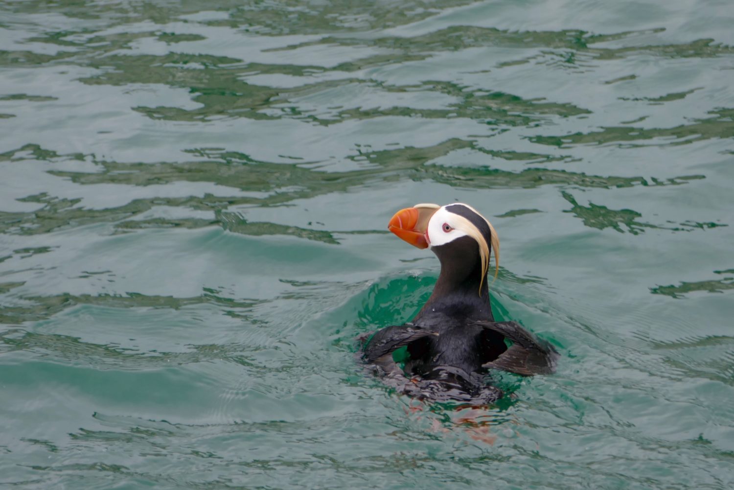 Tufted puffin. All photos copyright Doug Spencer.