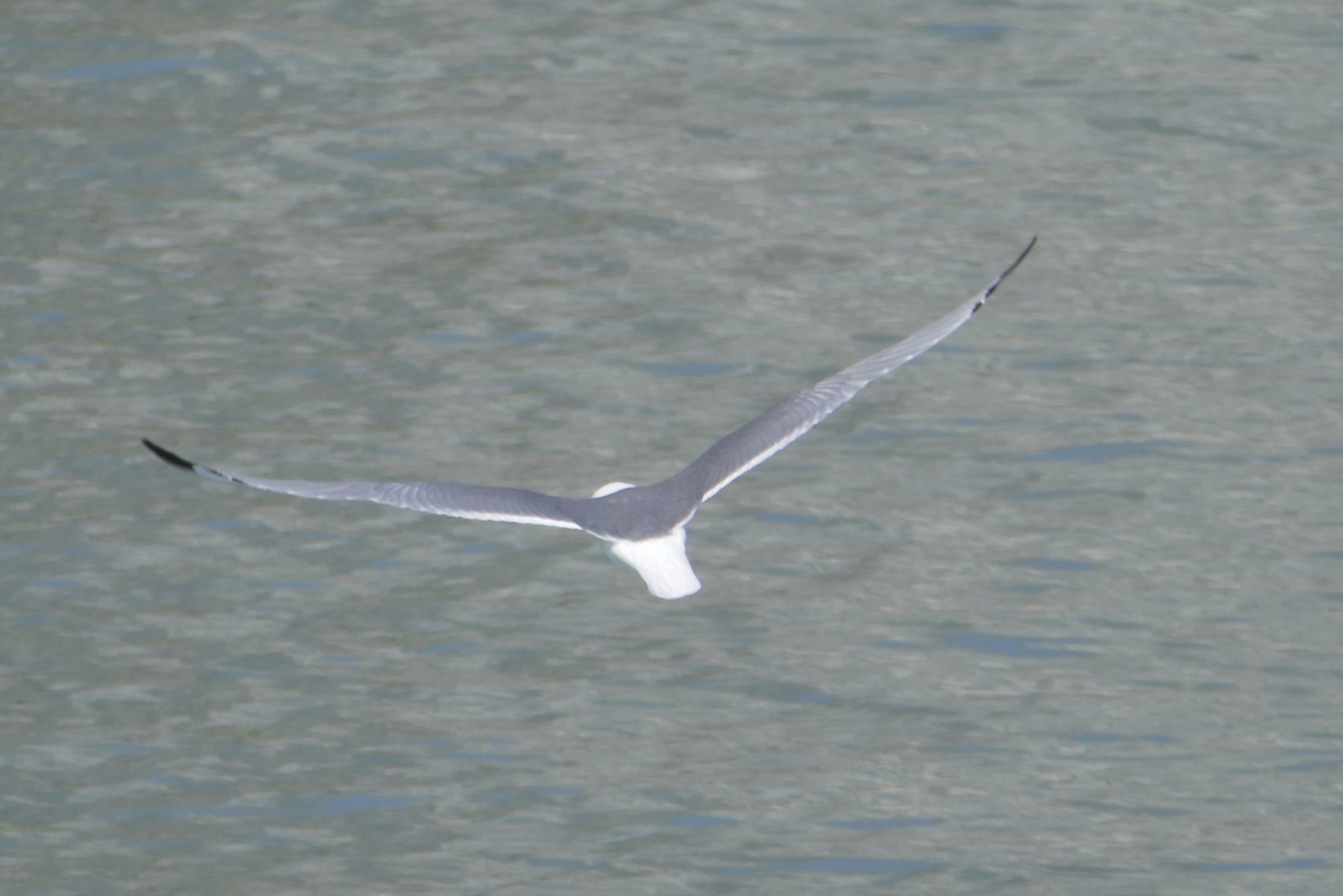 Kittiwake in flight, Glacier Bay. All photos copyright Doug Spencer.