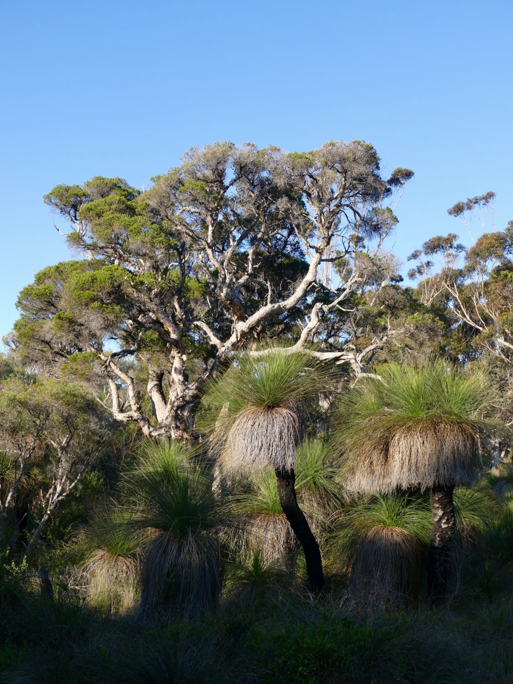 Grasstrees, very big/old paperbark. All photos copyright Doug Spencer.