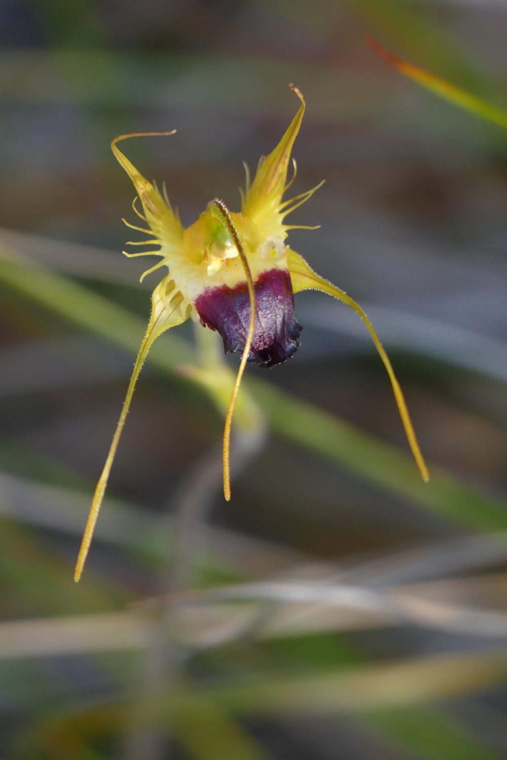 Same orchid, closer view, from above. All photos copyright Doug Spencer.