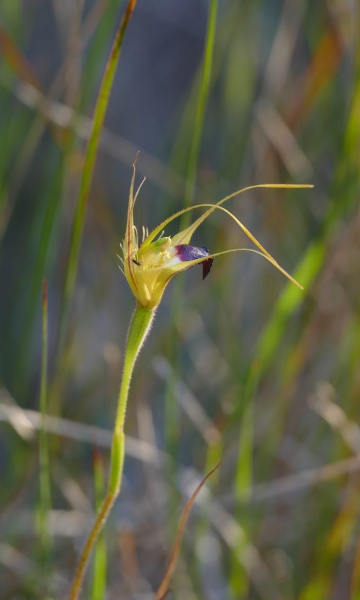 Spider orchid. All photos copyright Doug Spencer.