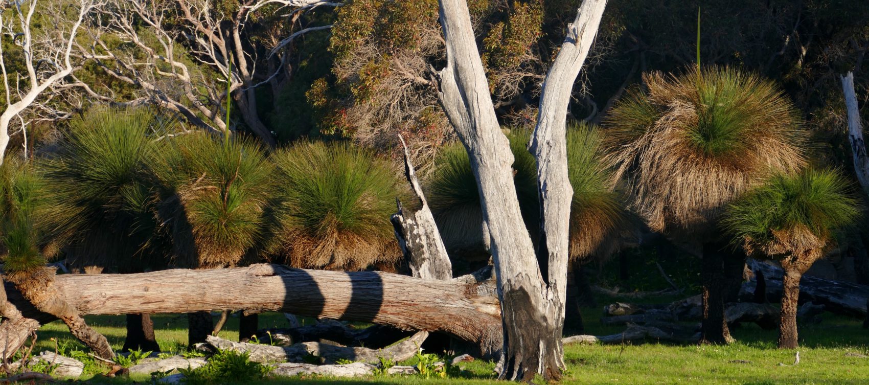 Grasstrees in paddock. All photos copyright Doug Spencer.