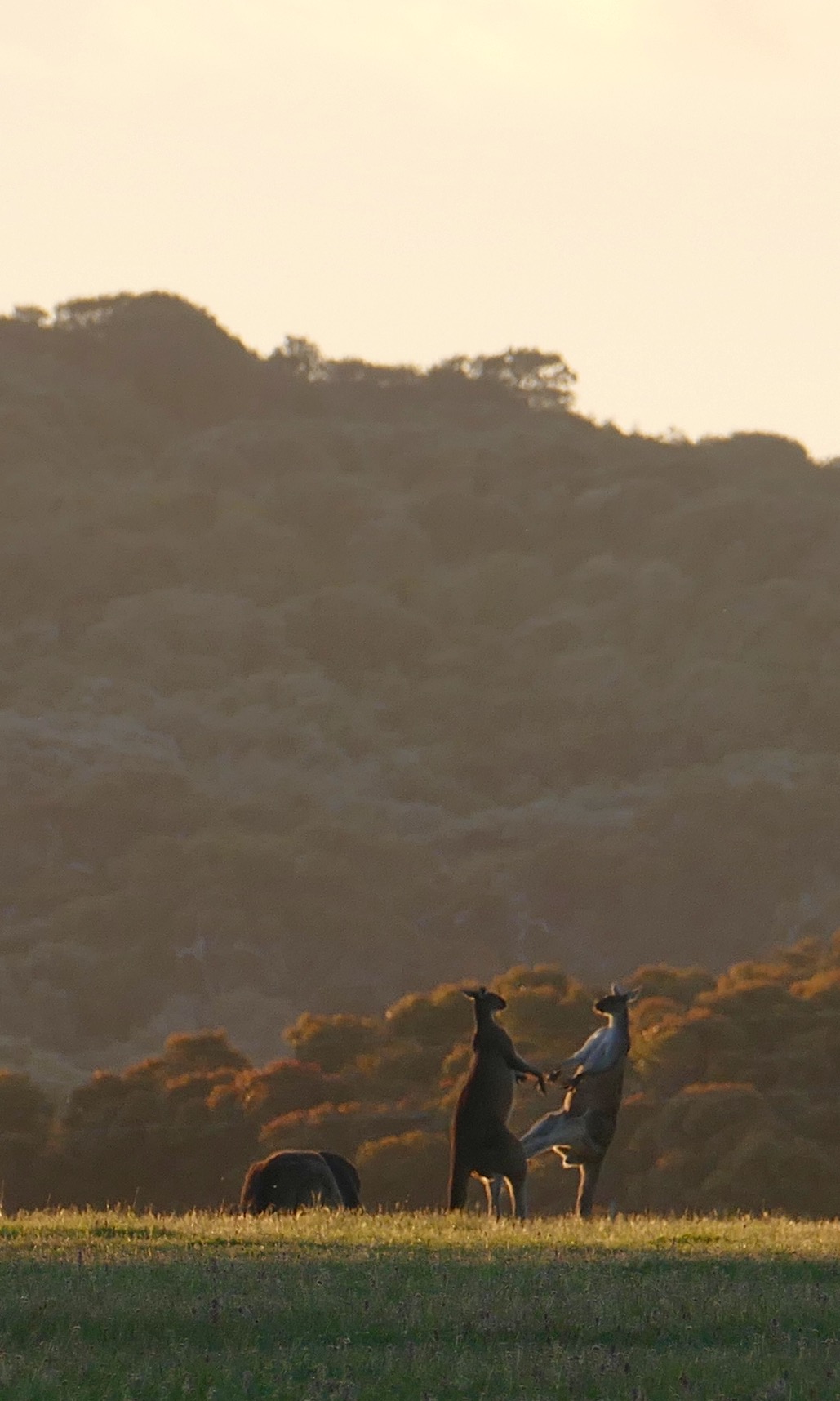 Showdown, a little south and inland from Hamelin Bay, near Augusta.