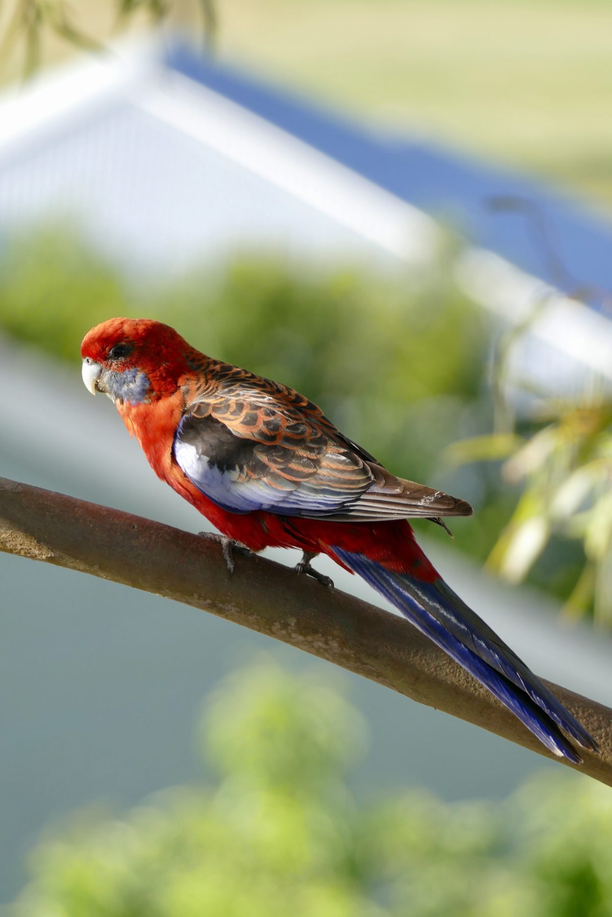 Rosella, Nelson, late November 2016. All photos copyright Doug Spencer.