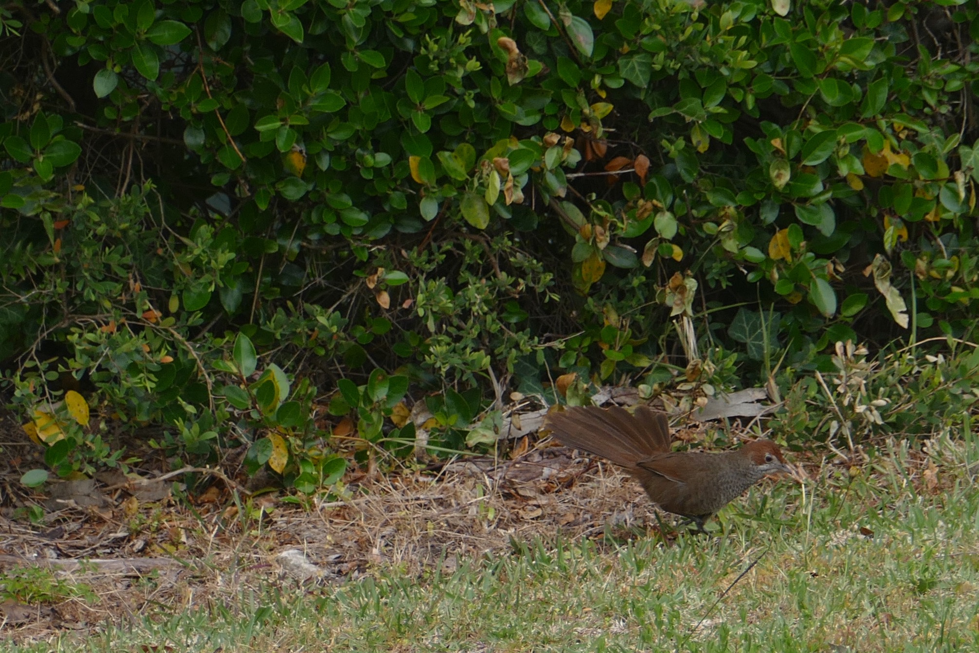 Rufous bristlebird. All photos copyright Doug Spencer.