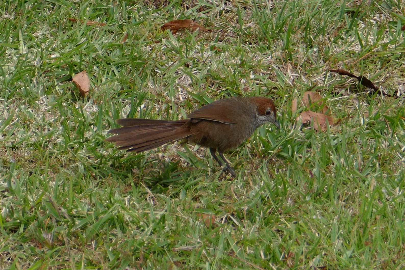 Rufous bristlebird. All photos copyright Doug Spencer.