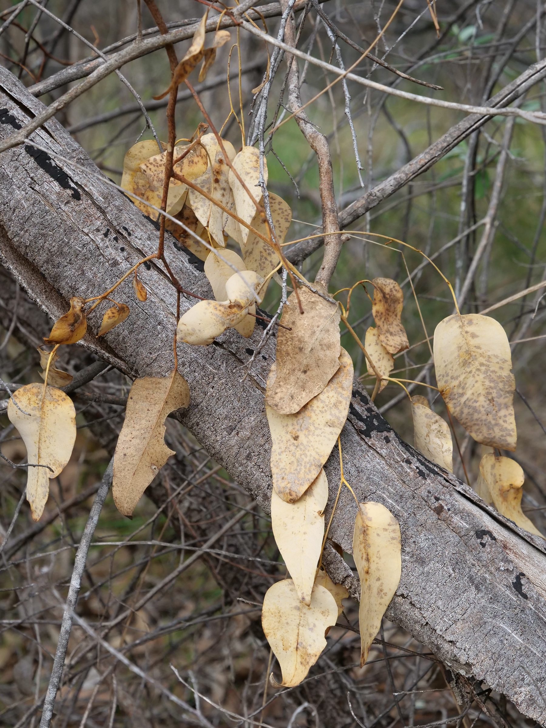 “Dead” leaves, fallen trunk, Kings Park.