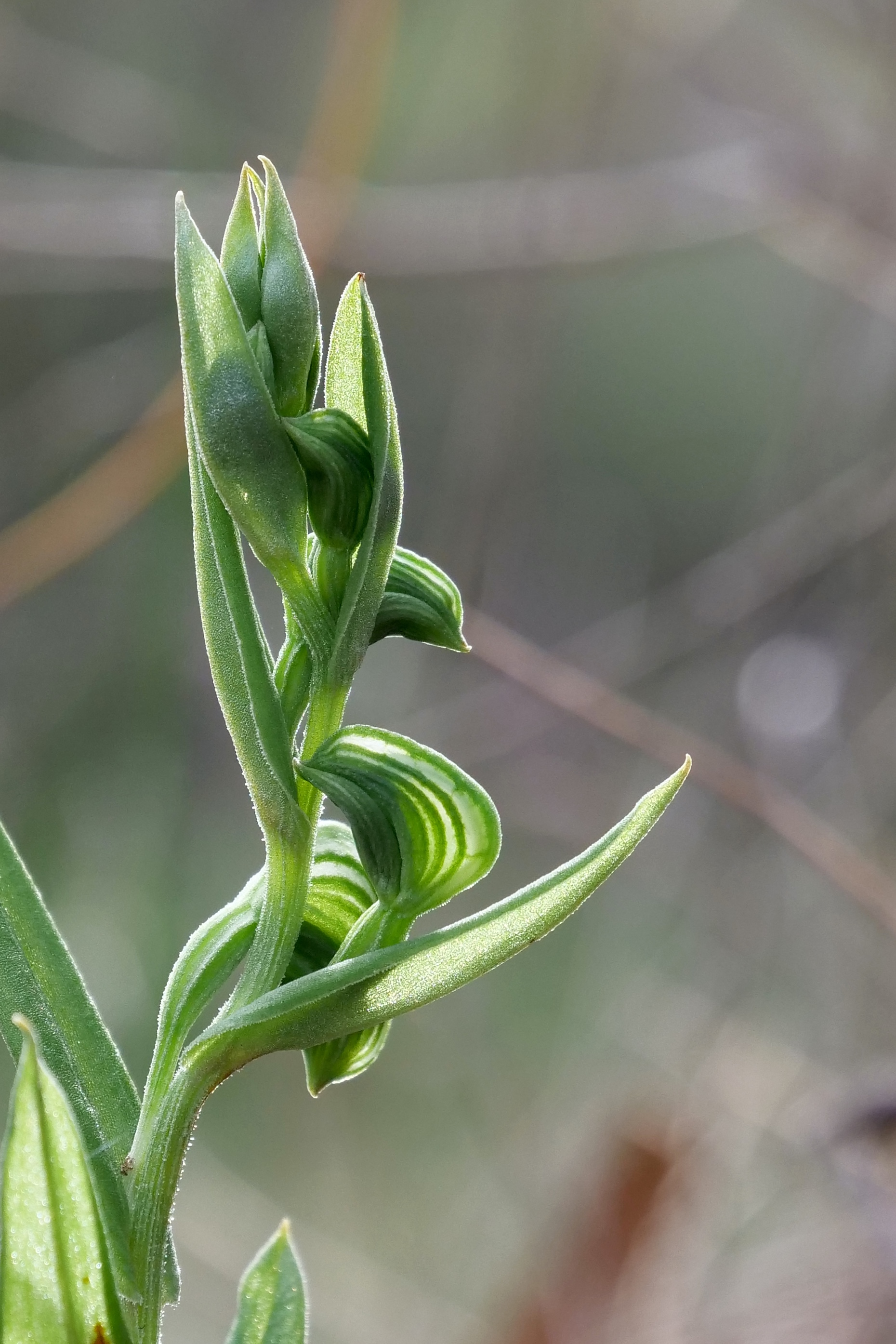 Greenhood Orchid (detail), Kings Park