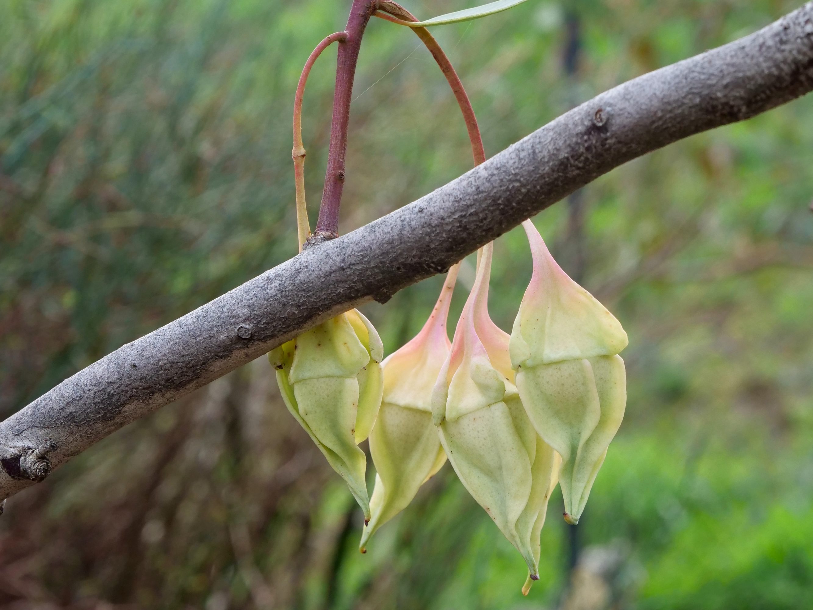 Mallee Eucalypt, Kings Park