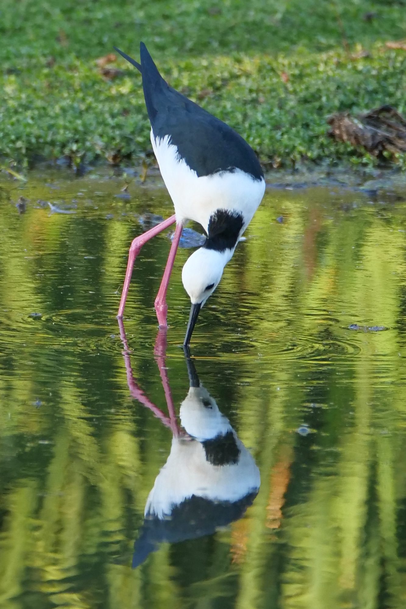 White-headed Stilt, “narcissist”.