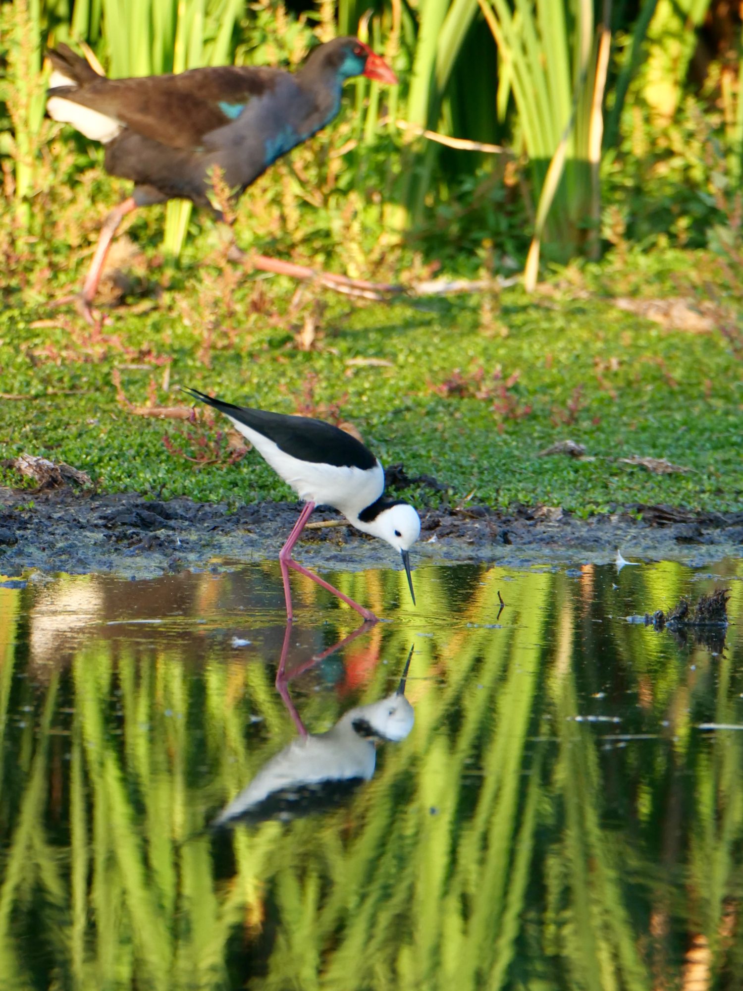 Australasian Swamphen & White-headed Stilt.