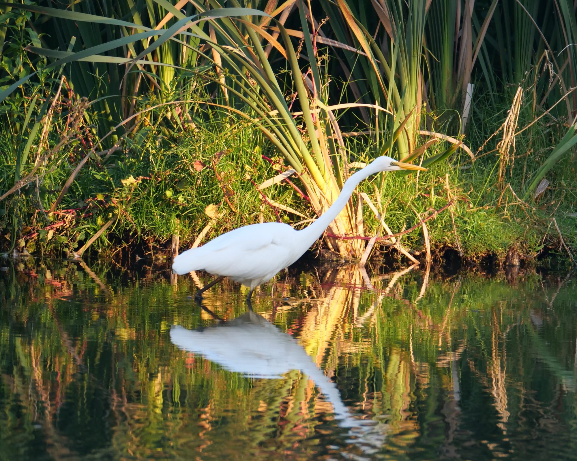 Eastern Great Egret, Lake Monger