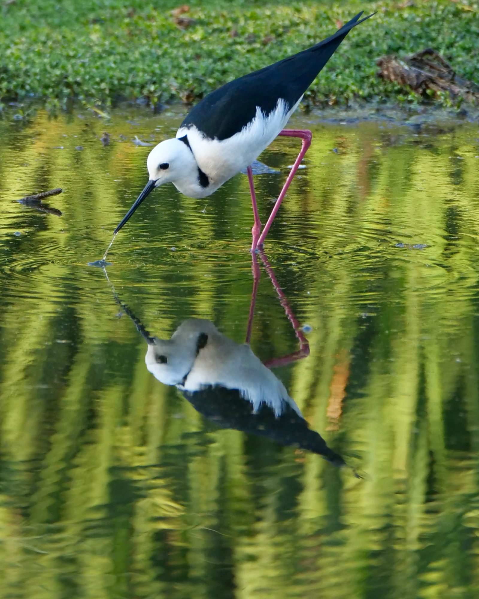 White-headed Stilt, Lake Monger