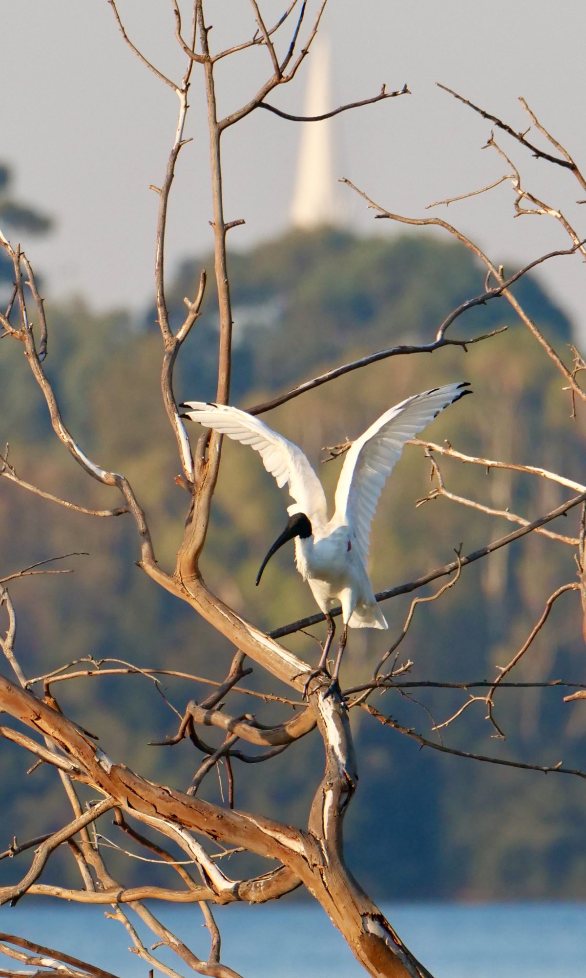 Ibis, Lake Monger