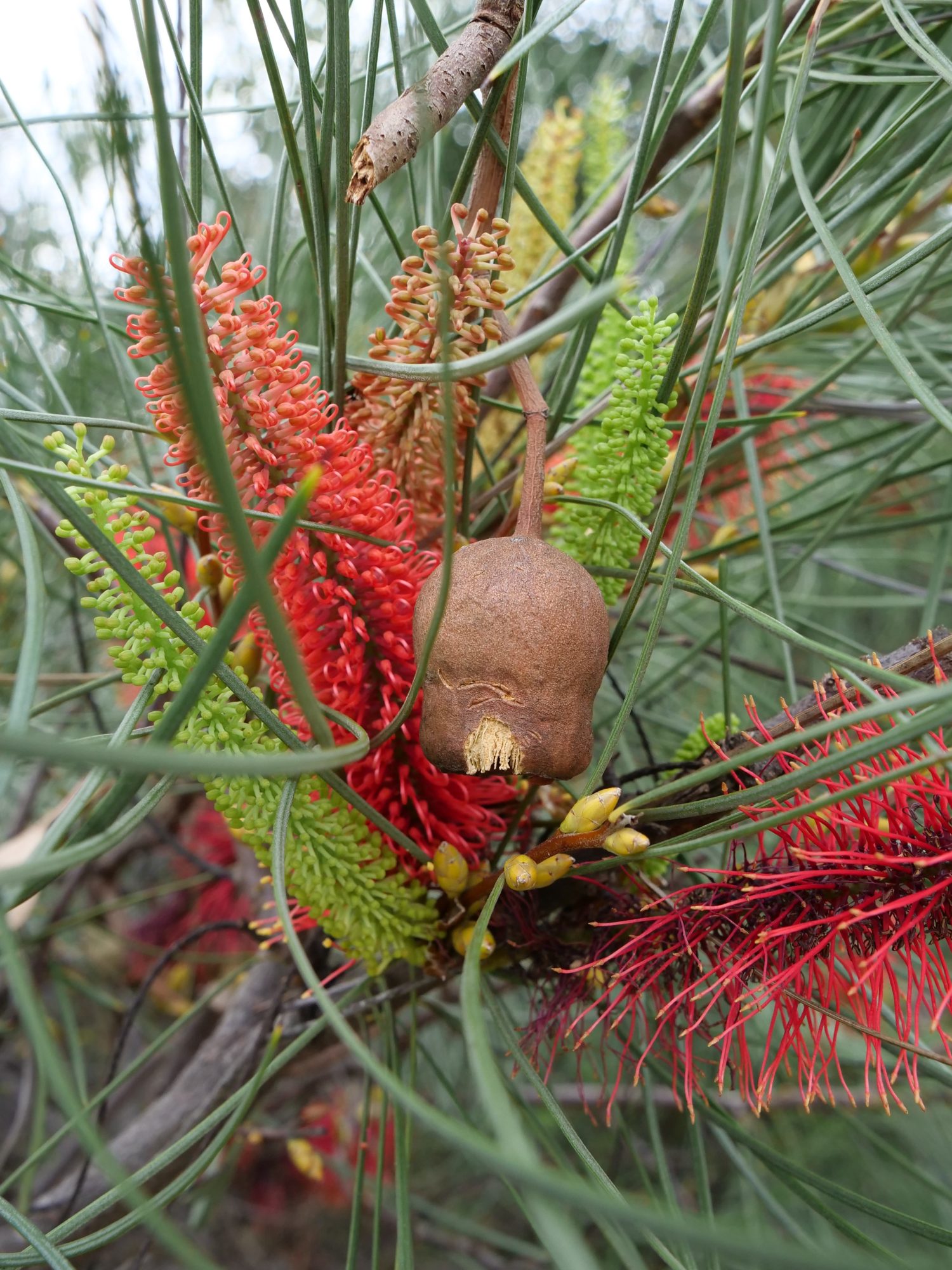 Grevillea + fallen gumnut