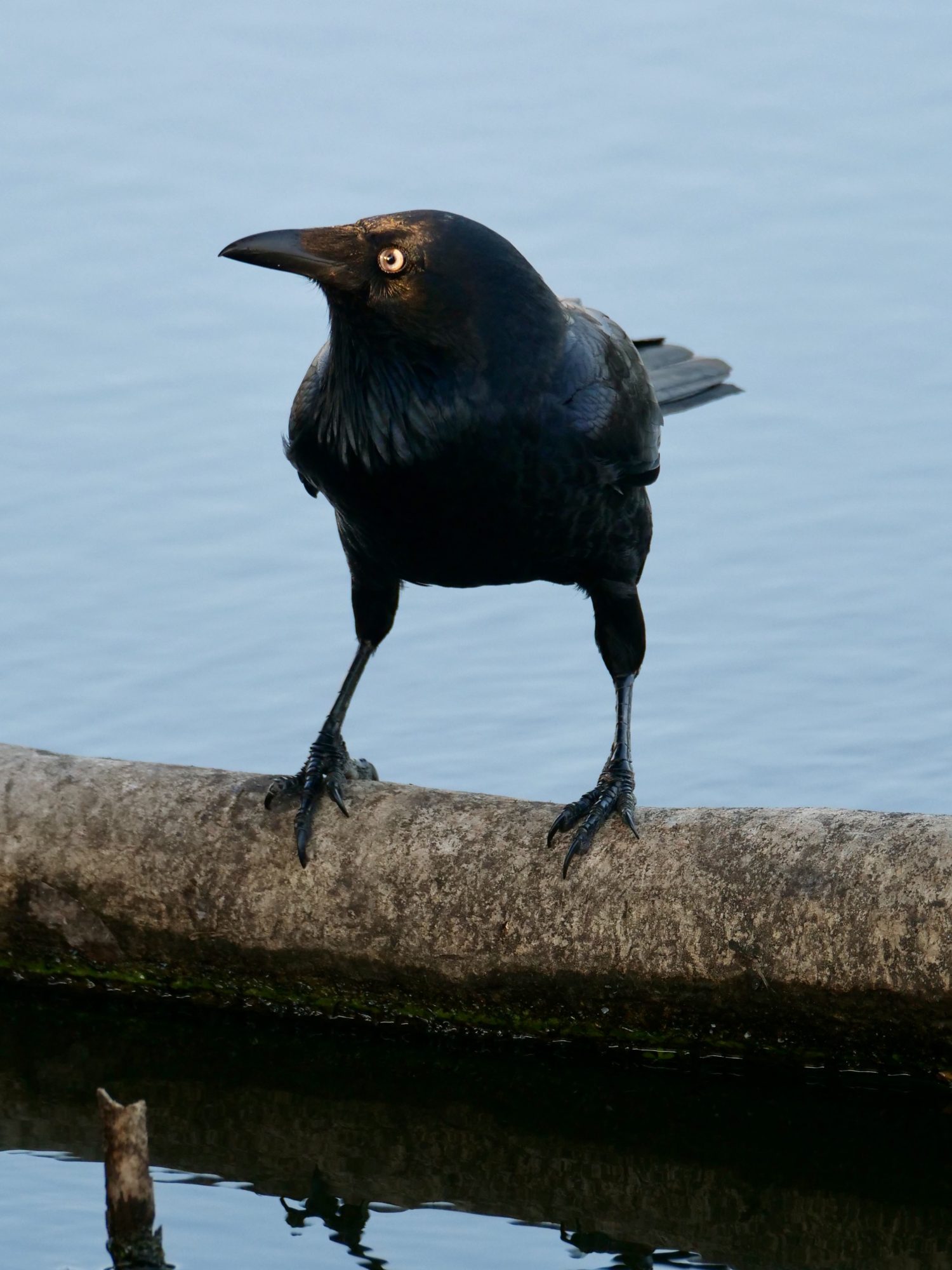 Australian Raven, Lake Monger