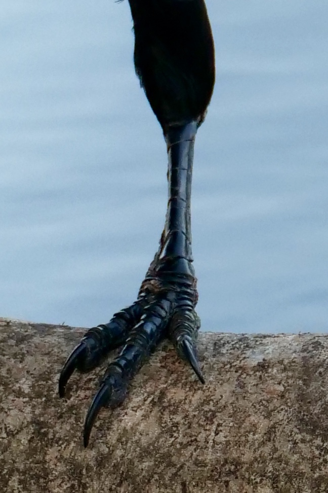 Ferocious foot (Corvid)