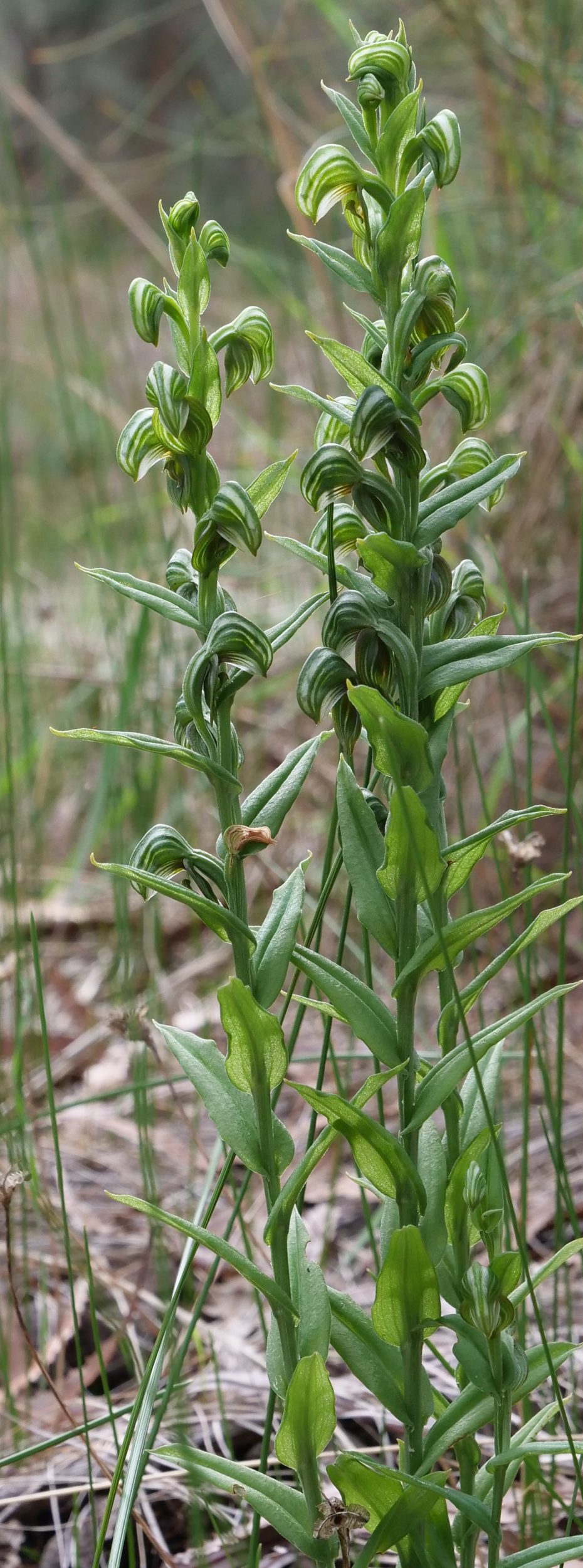 Greenhood Orchids, Kings Park