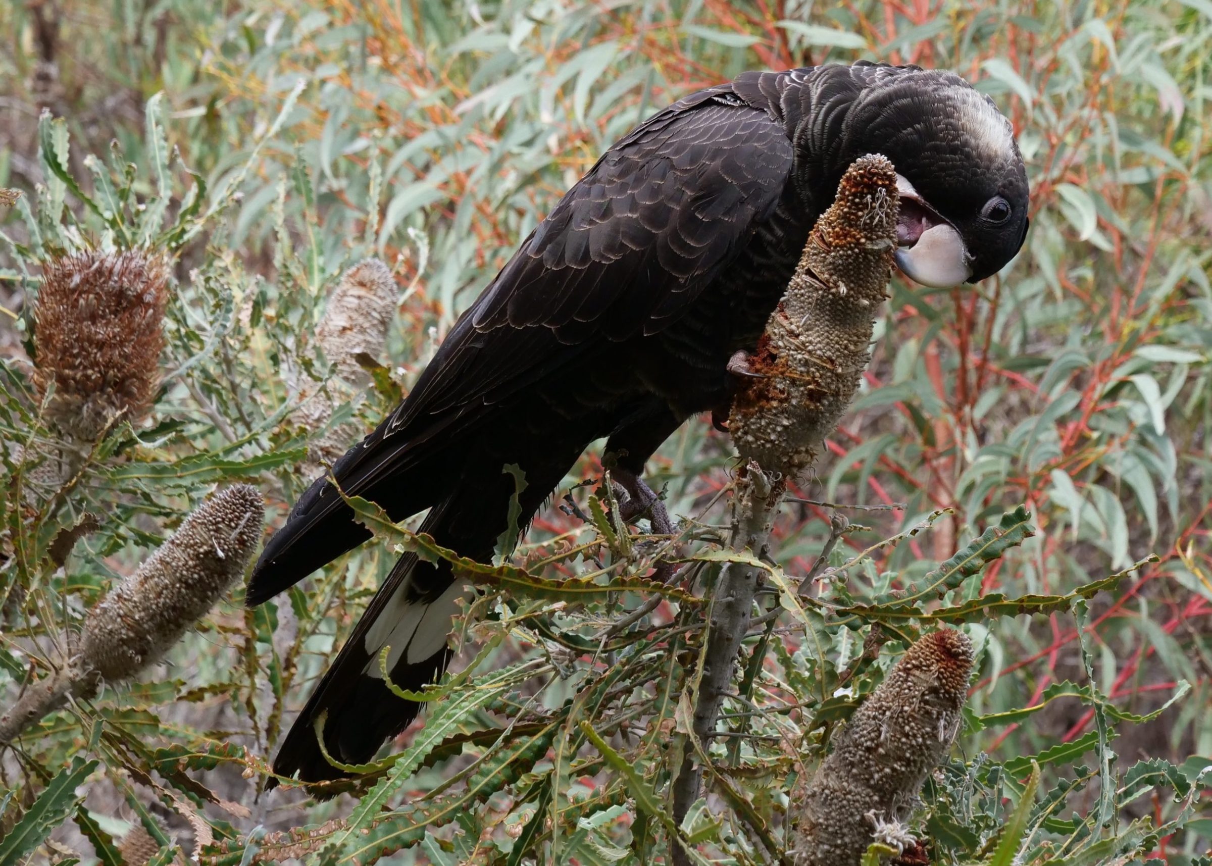 Carnaby’s black cockatoo, Hollywood Reserve.