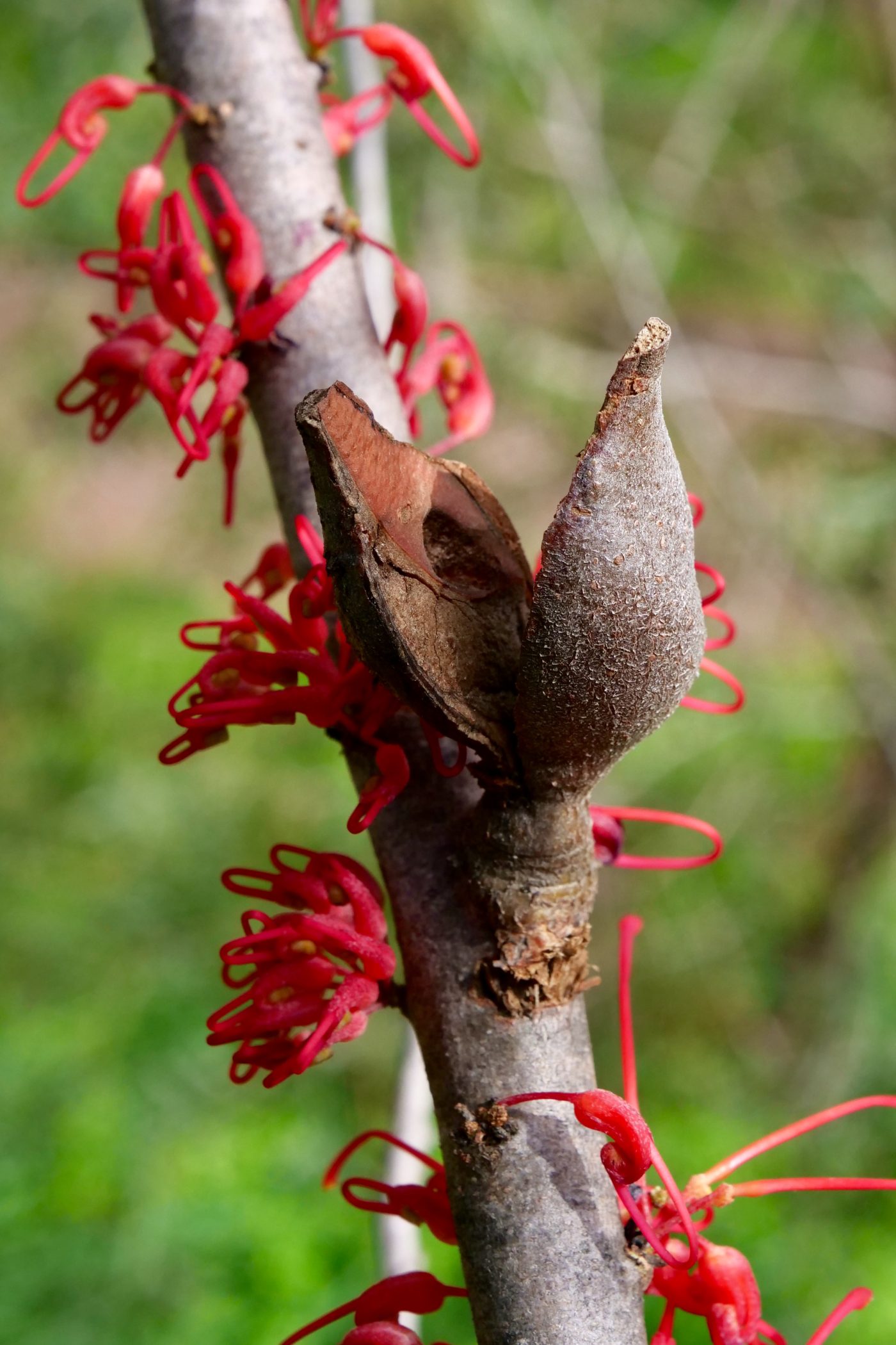 Grevillea, seed pod (open), Hollywood Reserve. Copyright Doug Spencer