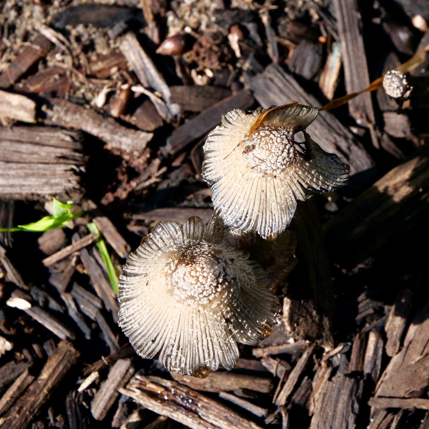 Petite toadstools, Hollywood Reserve.