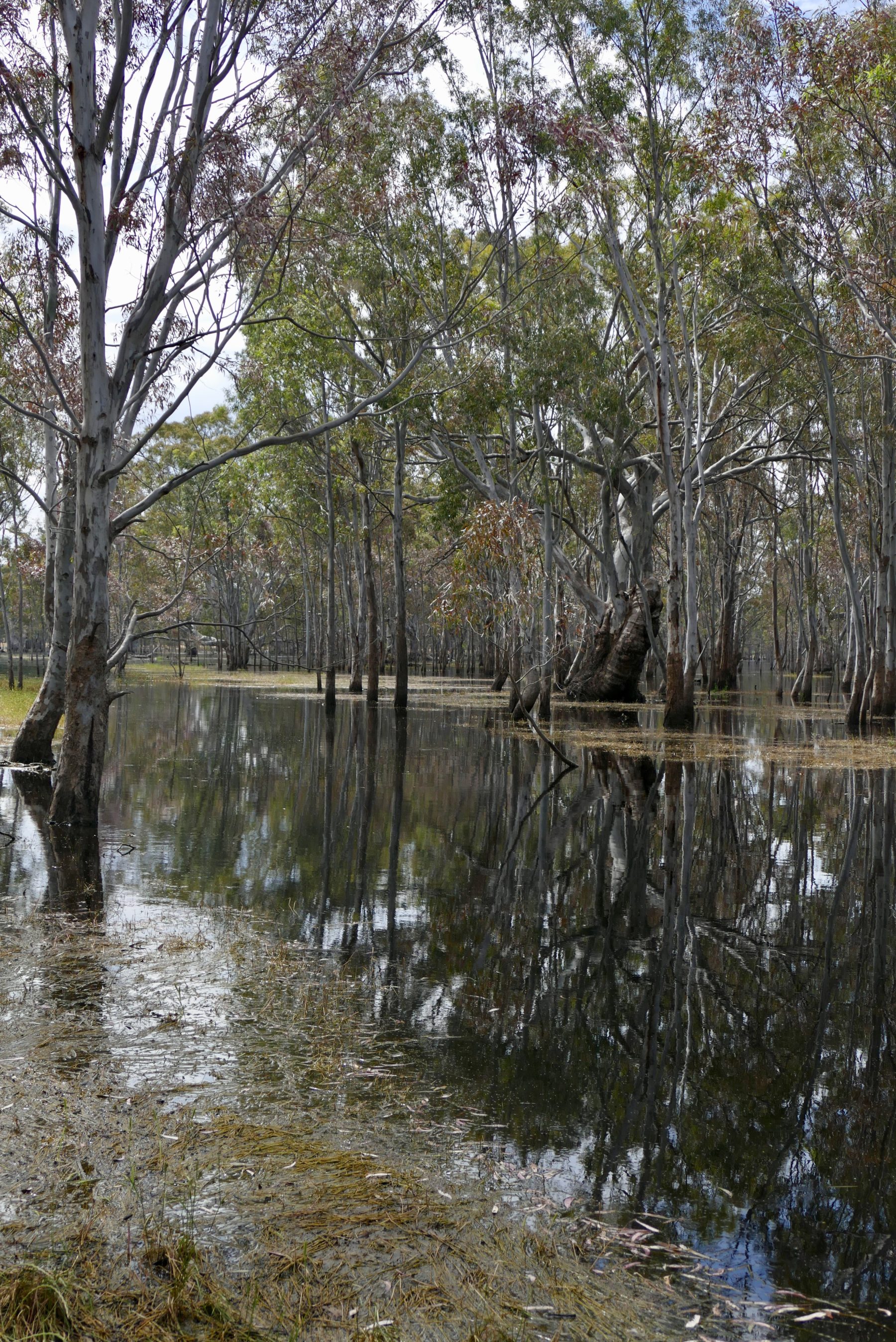 Moot Yang Gunya Swamp. Copyright Doug Spencer