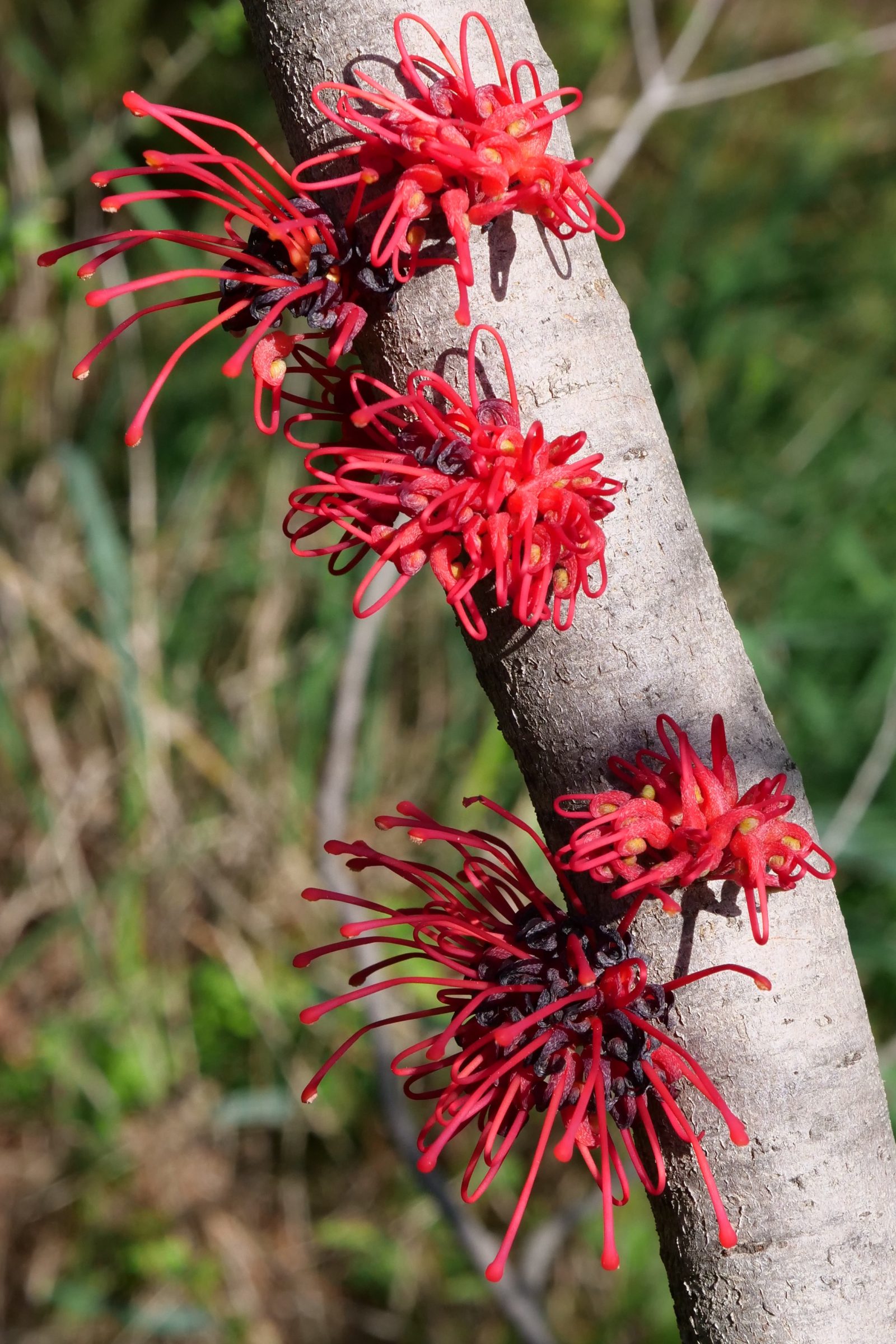 Grevillea, flowers on trunk.