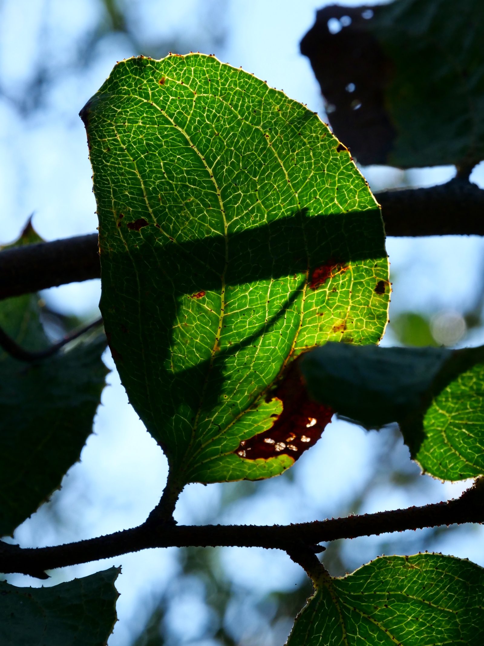 Sandpaper Wattle, leaves.