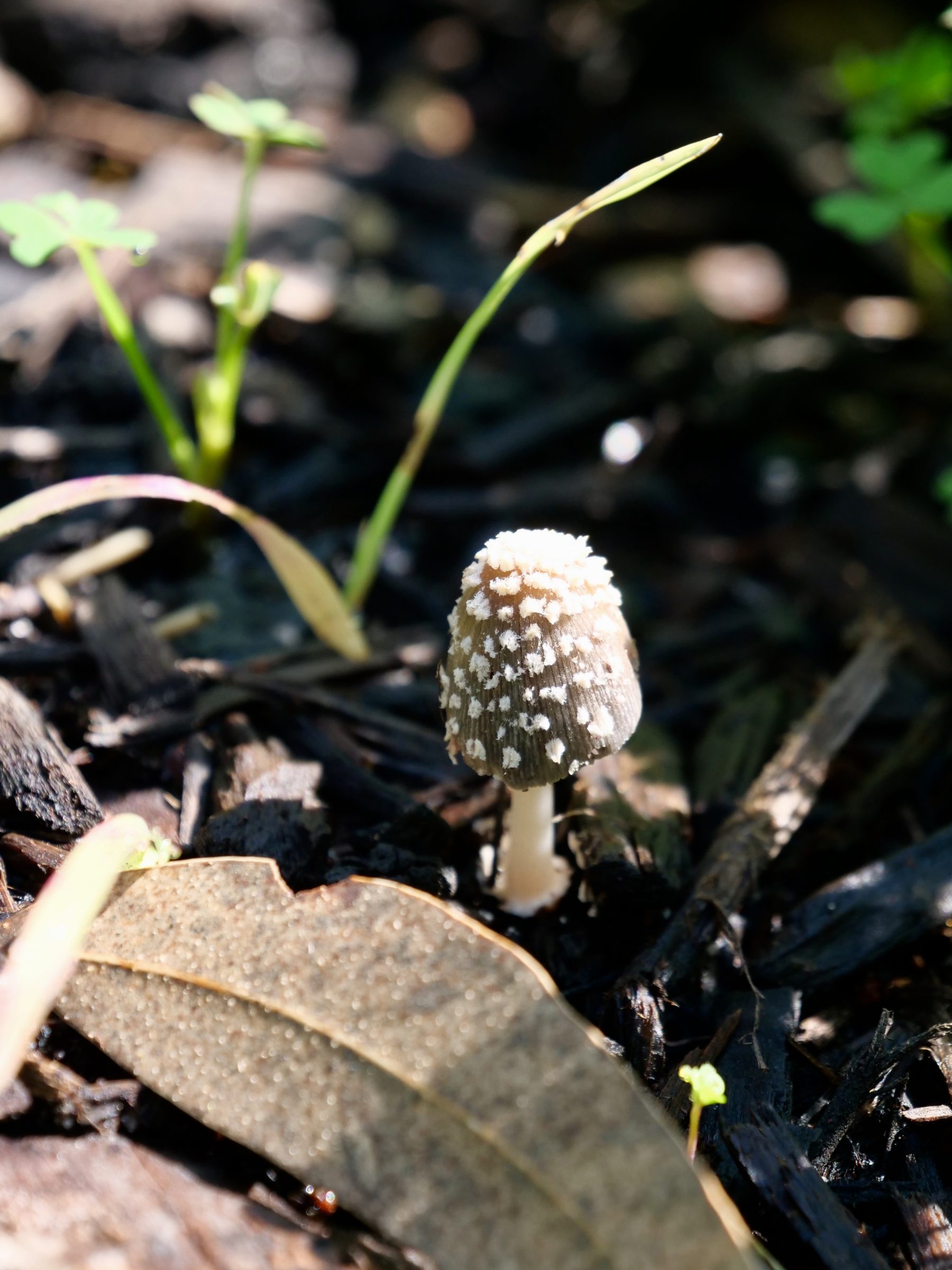 Tiny toadstool, Hollywood Reserve.