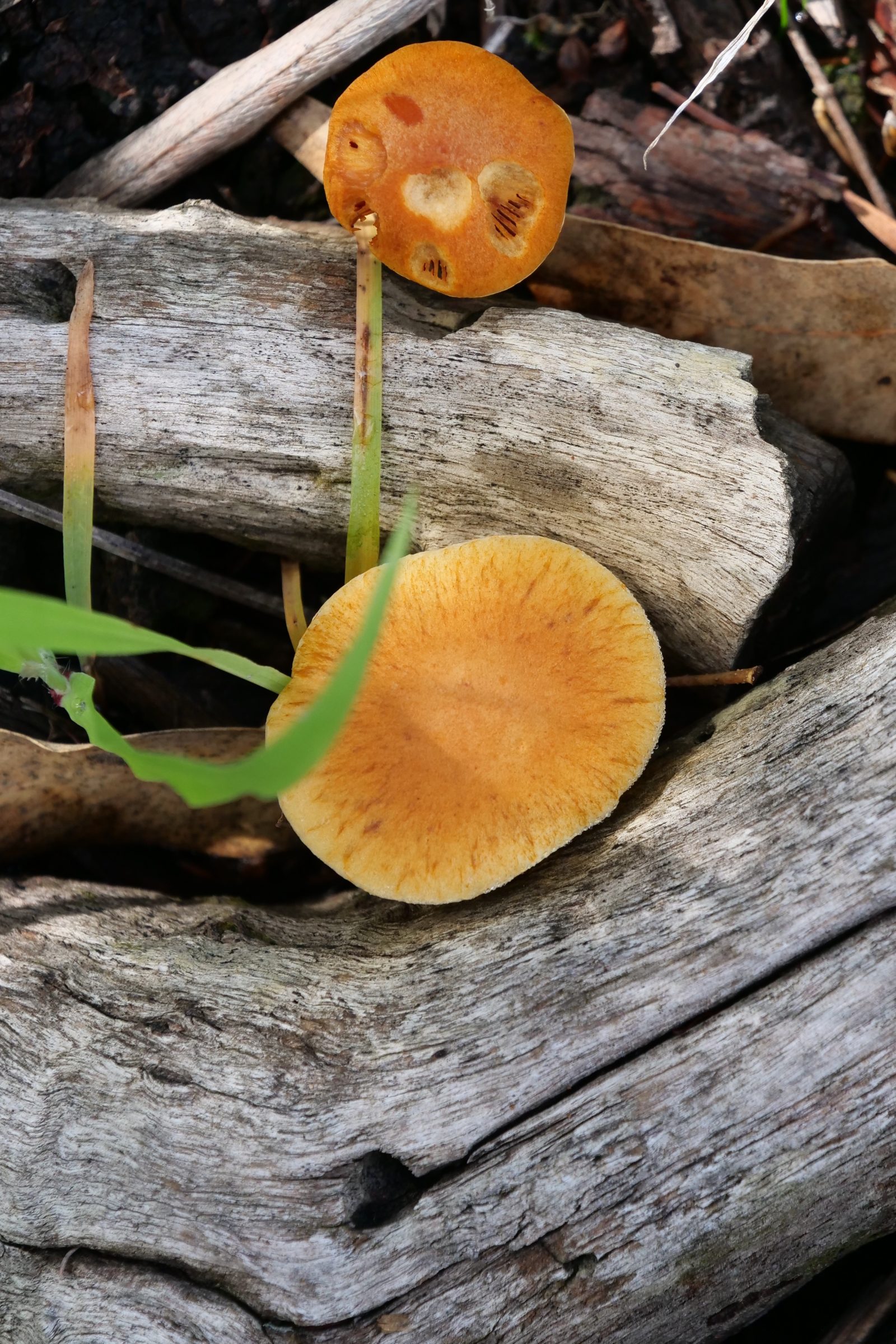 Fungi, dead wood, Hollywood Reserve.