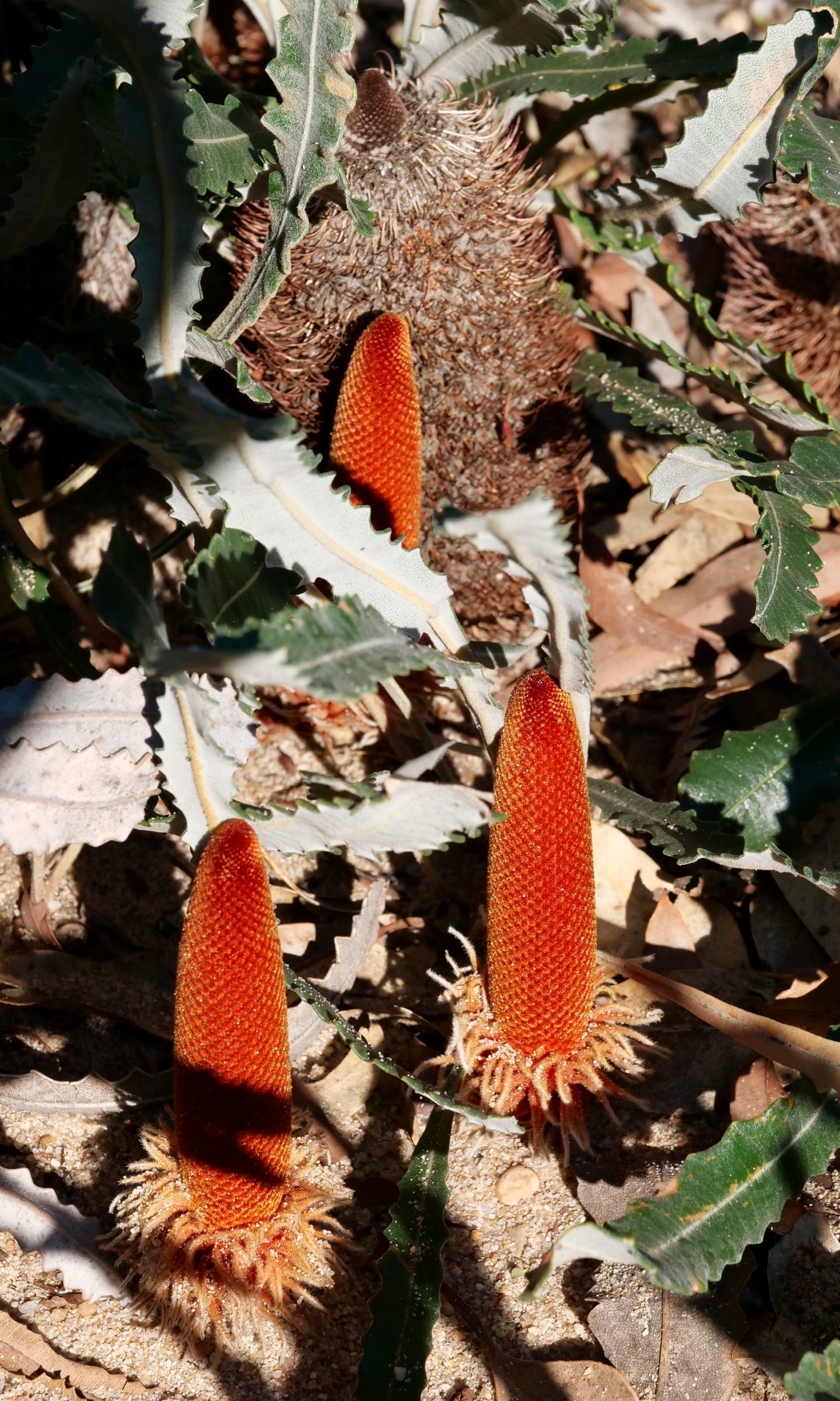 Banksia blechnifolia - young and old spikes.