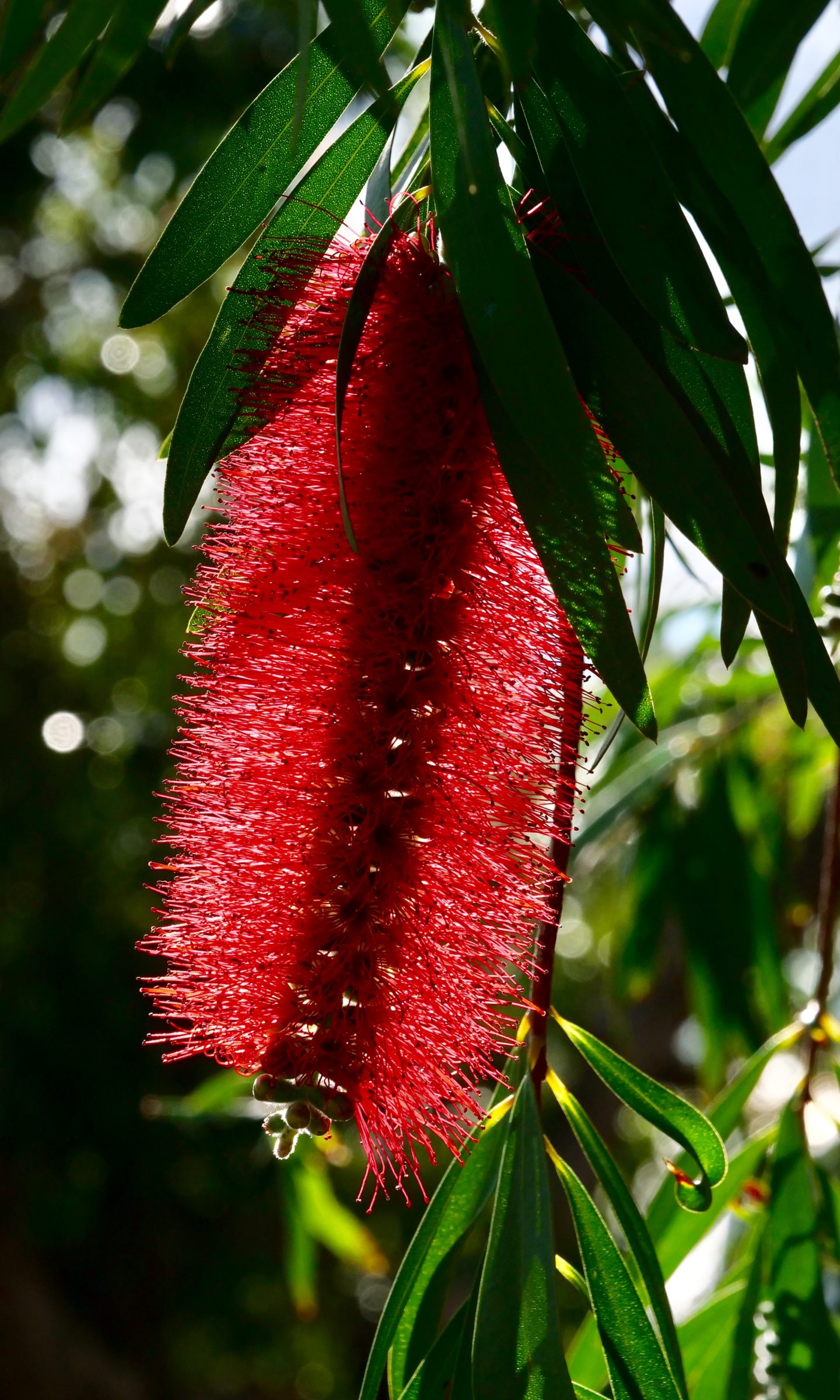 Bottlebrush - one of the “brushes” on same individual