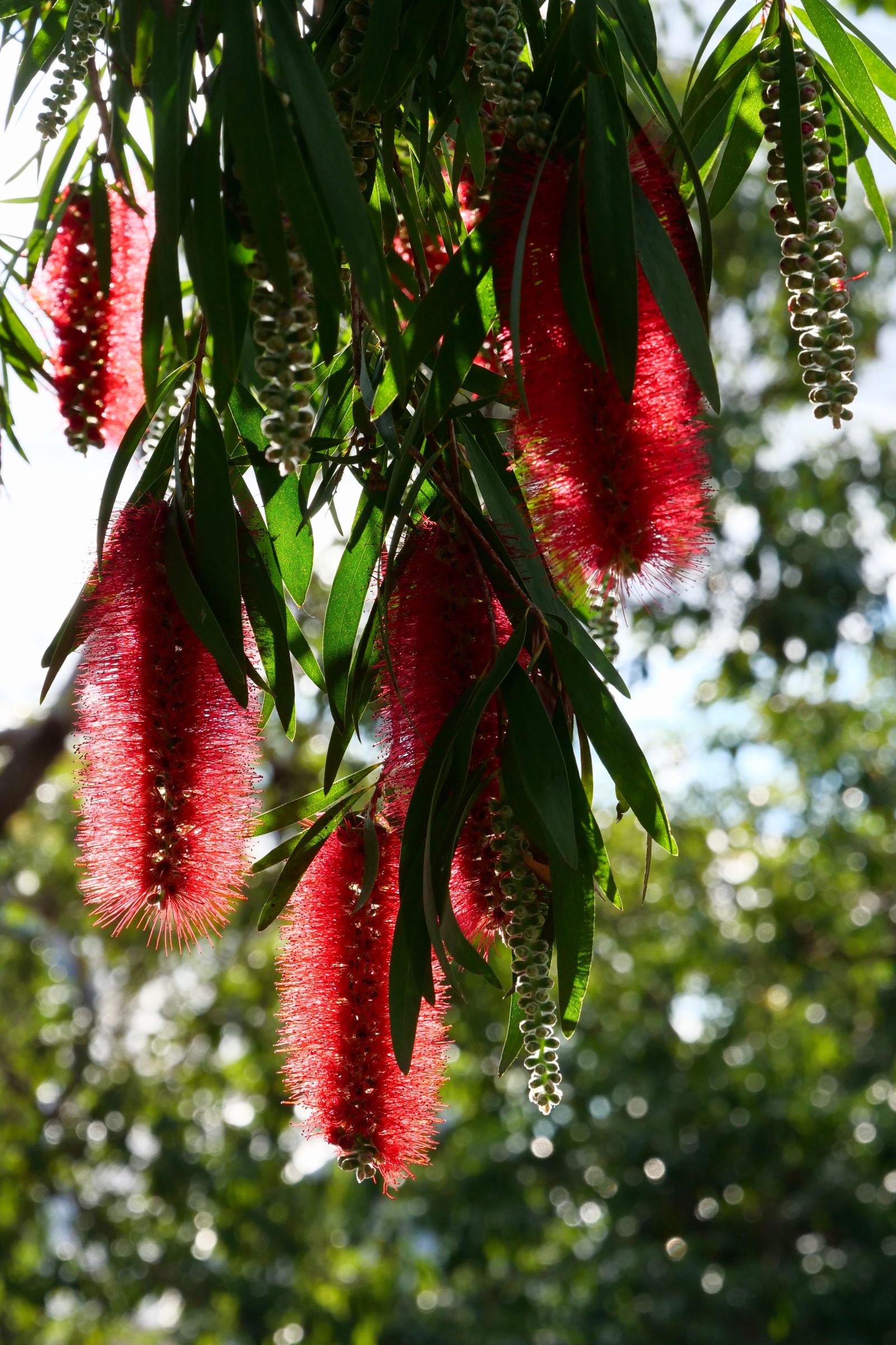 Bottlebrush, West Leederville, late winter 2019