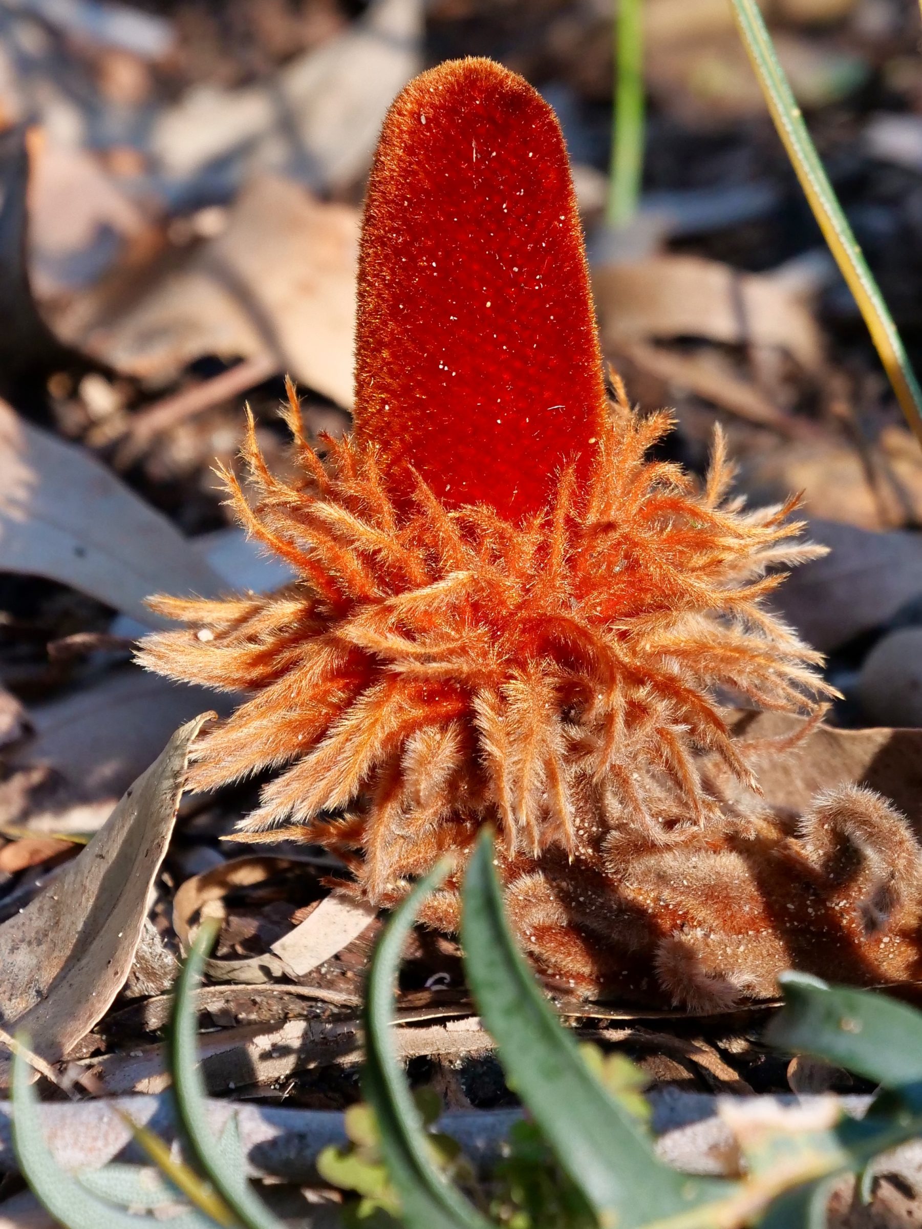 Banksia blechnifolia, young spike - closer view