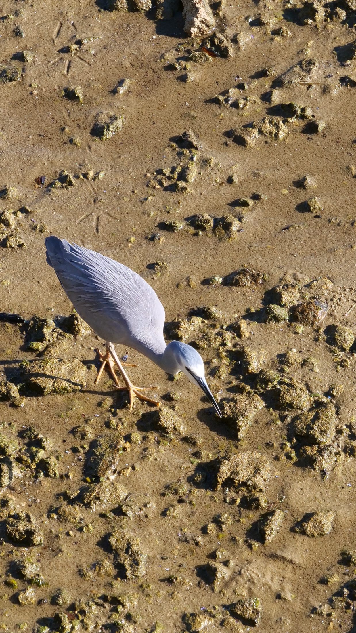 White-faced heron, Applecross