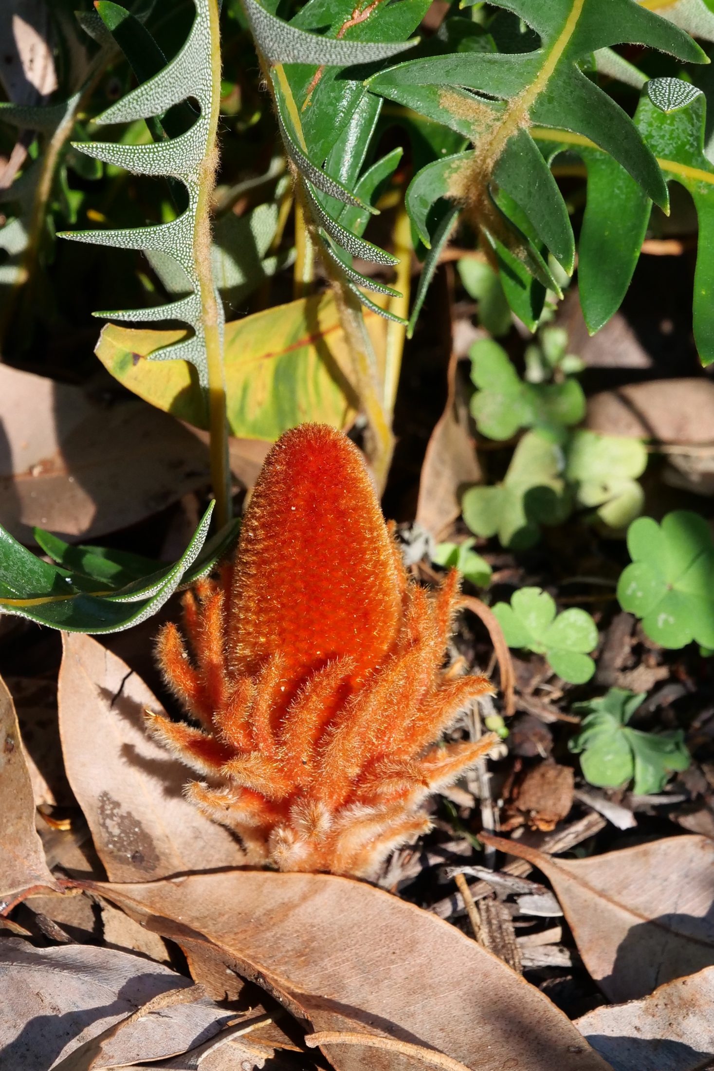 Banksia blechnifolia, young spike